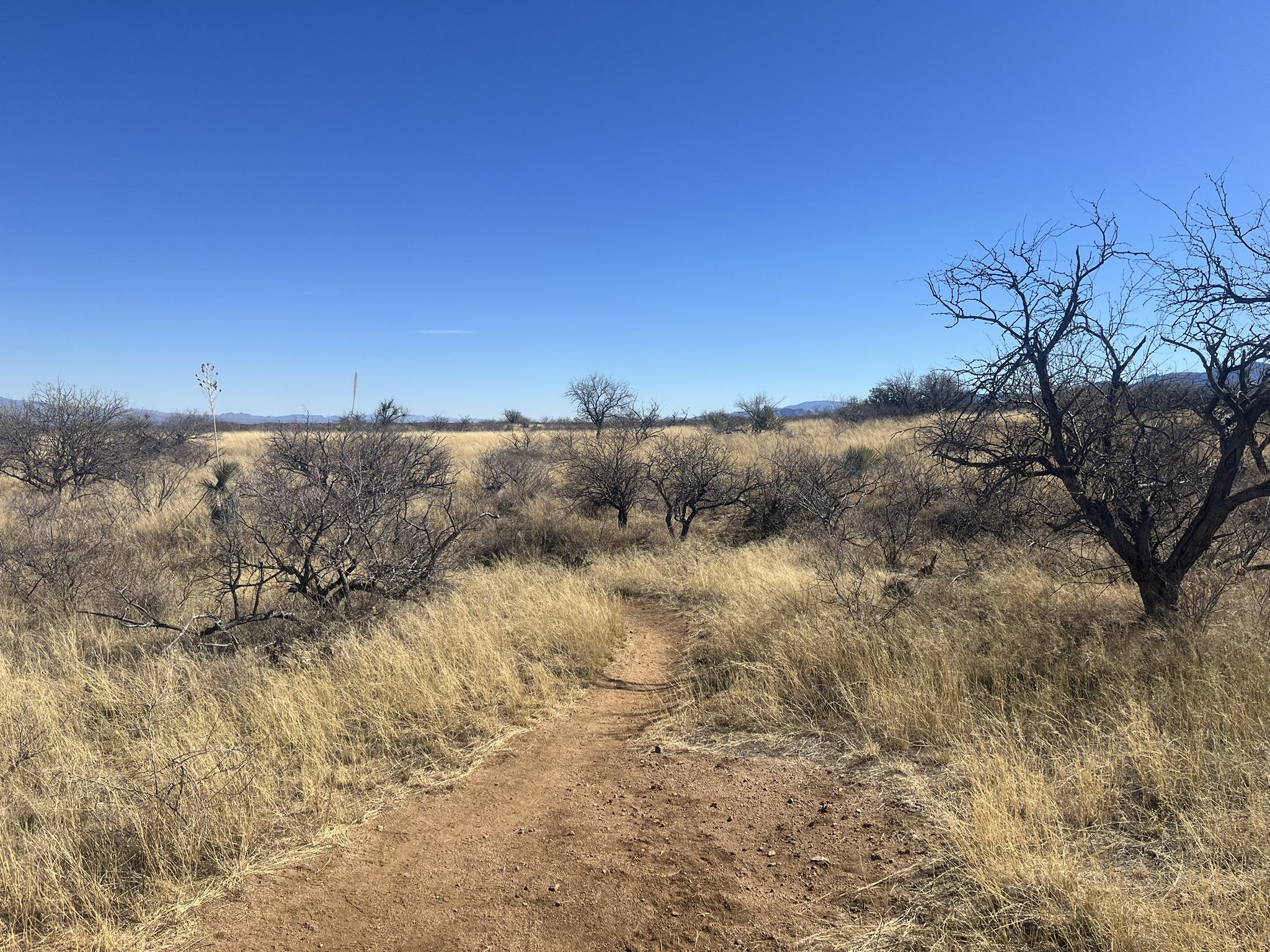 Dirt path through a wide, sunny field of dry grass and bare trees. - Oracle State Park and Peppersauce Kitchen loop