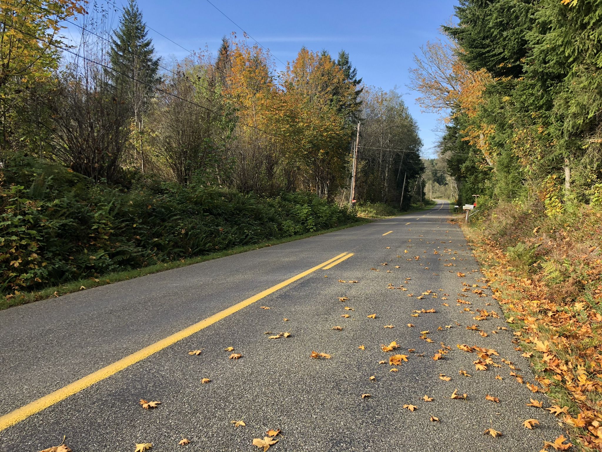 A paved road with yellow leaves, surrounded by autumn trees on a clear day. - Teal Lake – Port Ludlow loop from Teal Lake