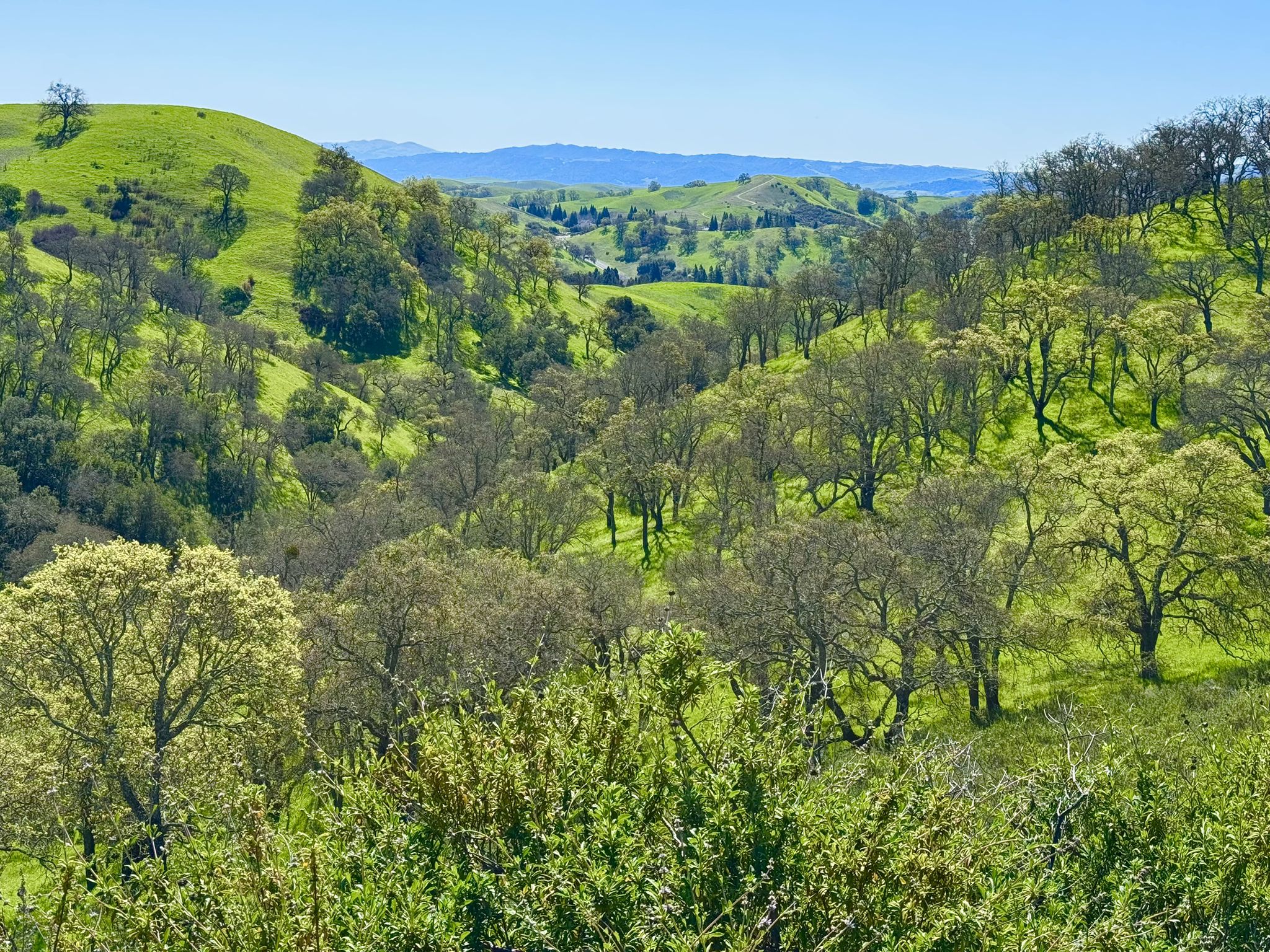 Lush green hills and valleys with scattered trees under a bright blue sky. - Diablo Regional and Oyster Point Trail Loop