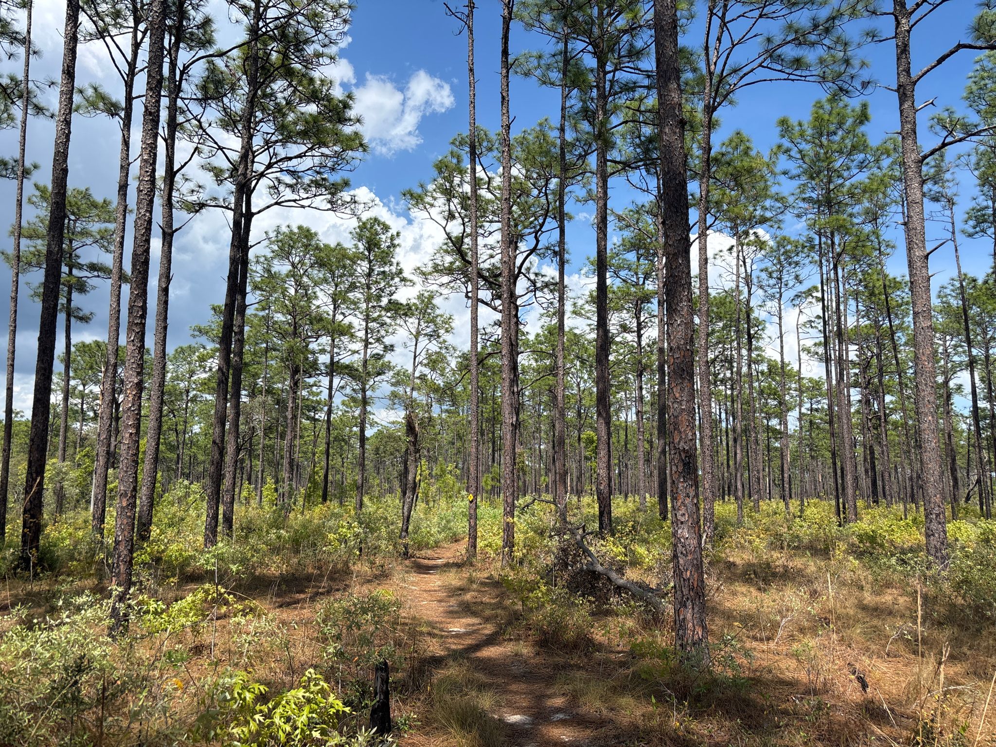 A sunlit dirt path leads through a dense forest of tall pine trees. - Paisley Woods Bicycle Trail Loop