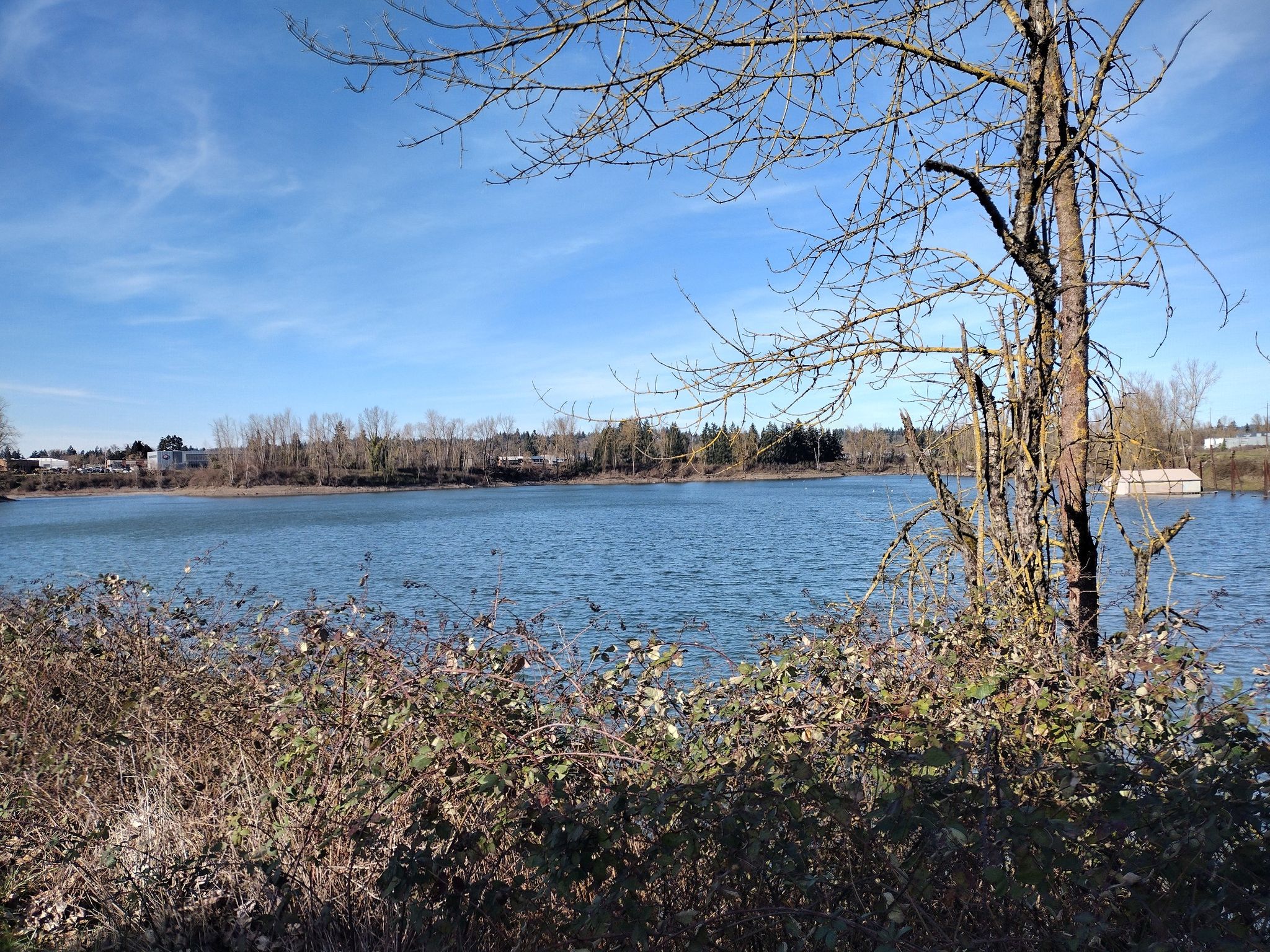 Wide river with foreground brush and bare tree under a bright, cloudy sky. - Clackamette Cove – Old 82nd Drive Bridge loop from Oregon City