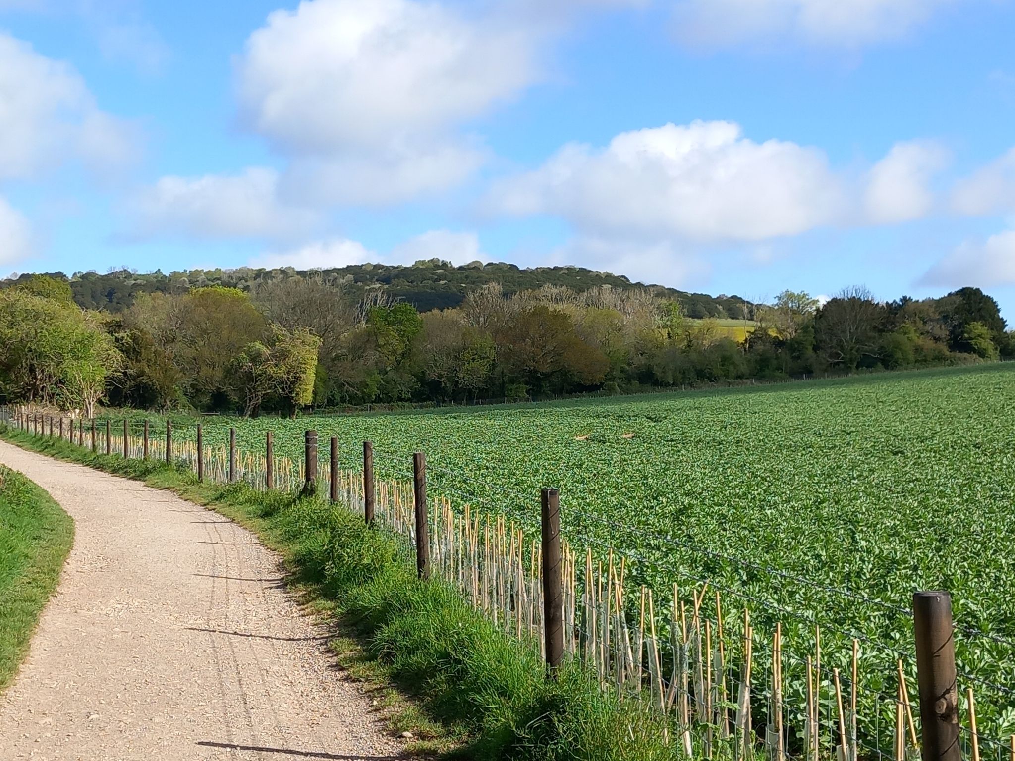 Kingley Vale Teail
