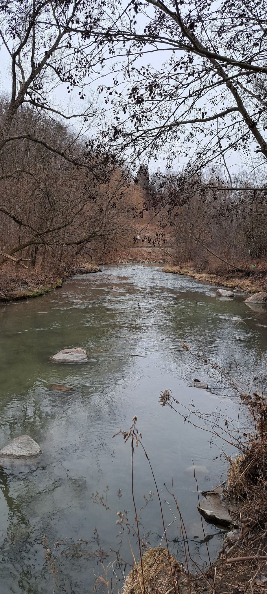 East Don River with its Ducks