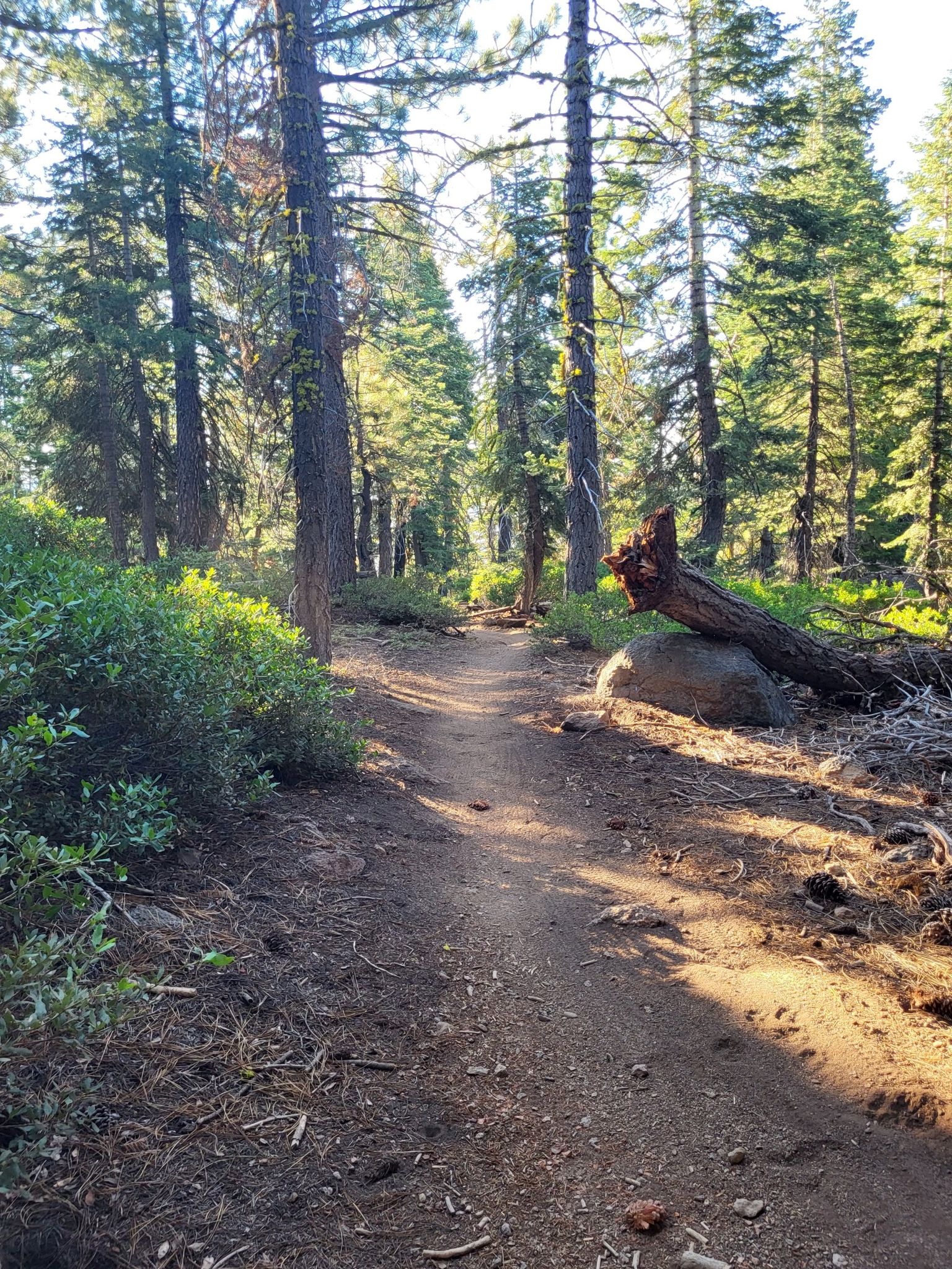 Sunlit dirt path winding through a dense pine forest with a fallen log. - Tahoe Rim Trail: Mount Watson and Painted Rock Loop