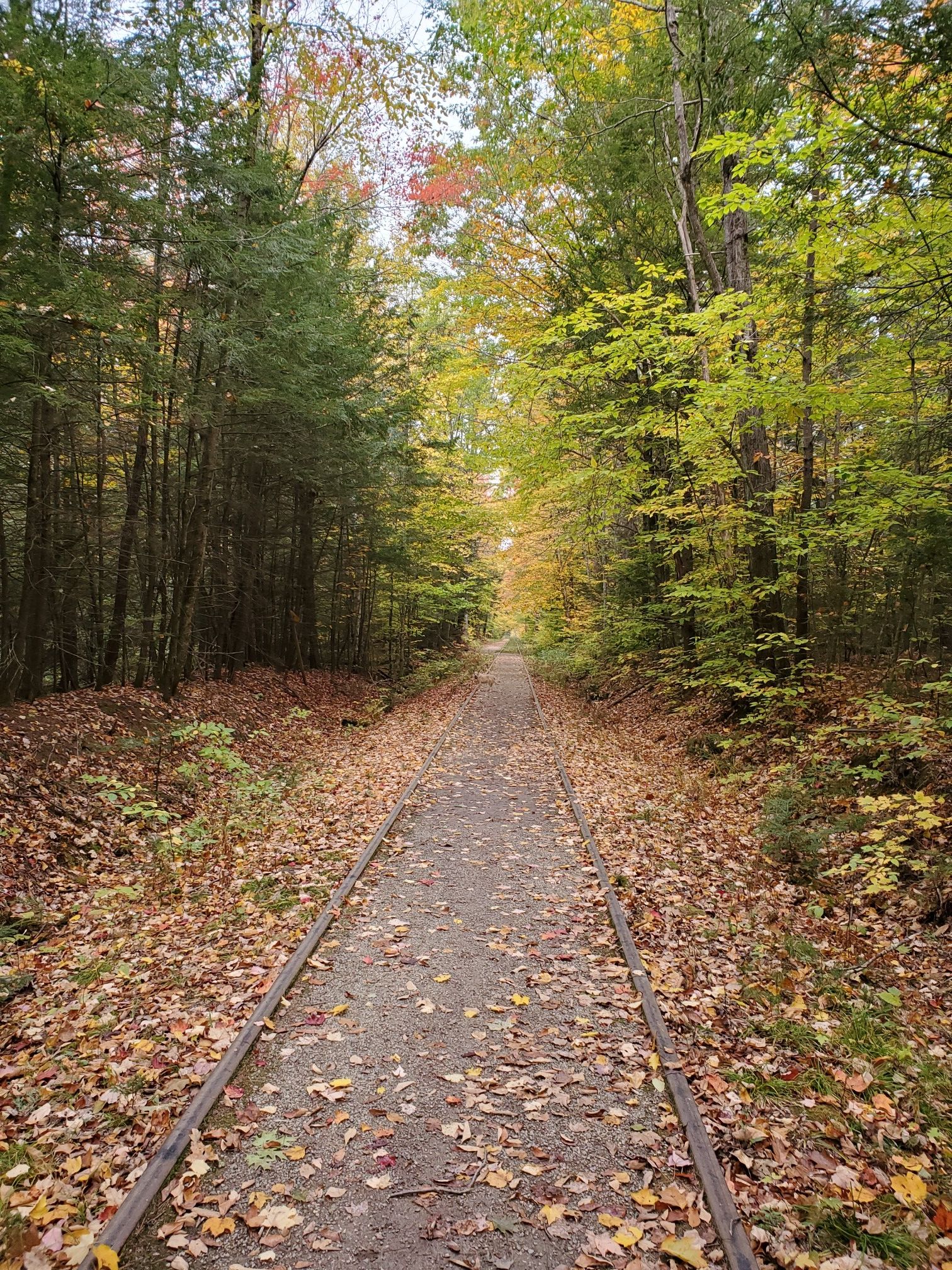 A path with old railroad tracks through a forest with autumn leaves. - Cotton Valley Rail Trail