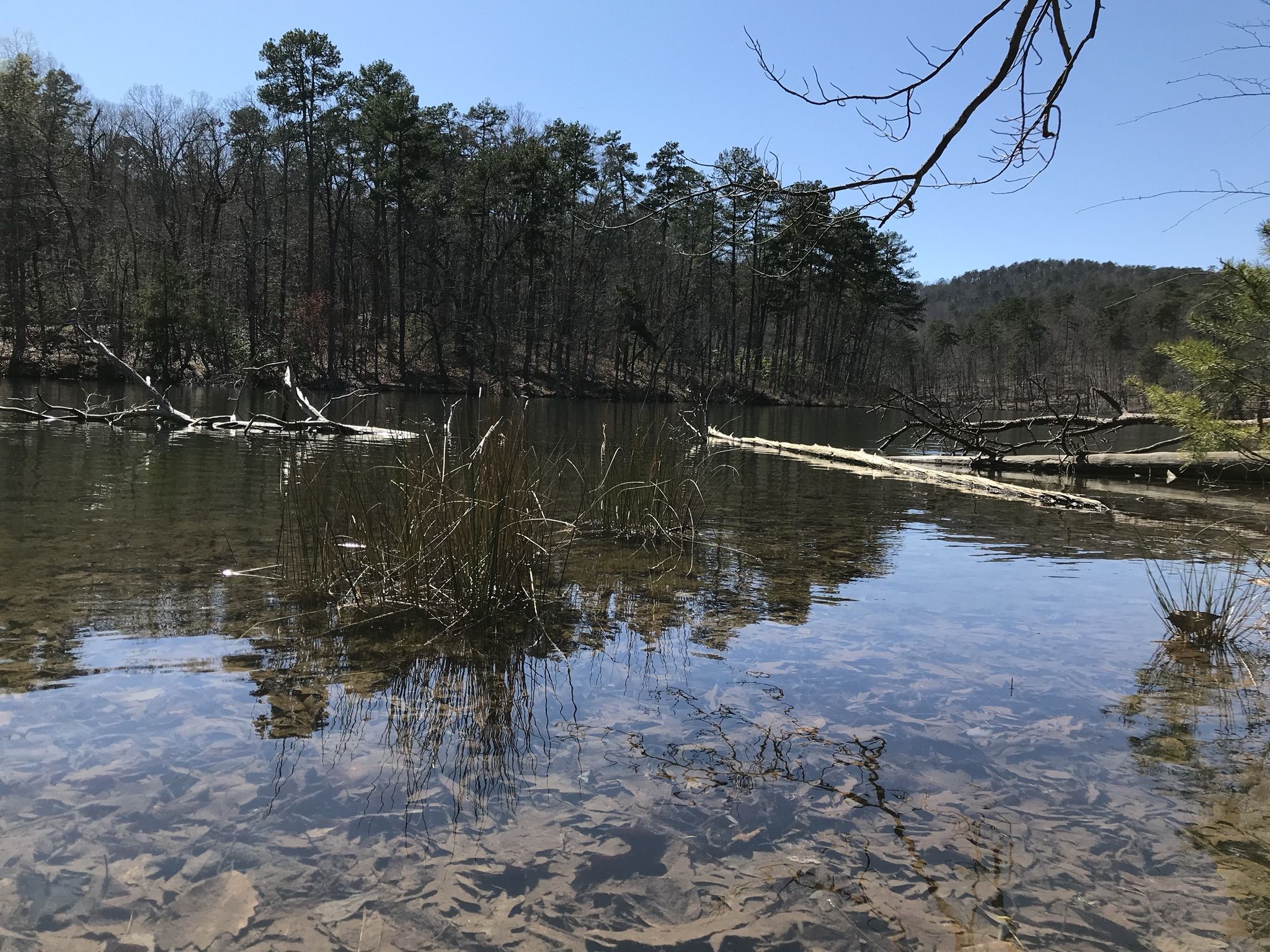 A clear lake with submerged leaves, reflecting bare trees and a blue sky. - Sulphur Springs Trail Loop