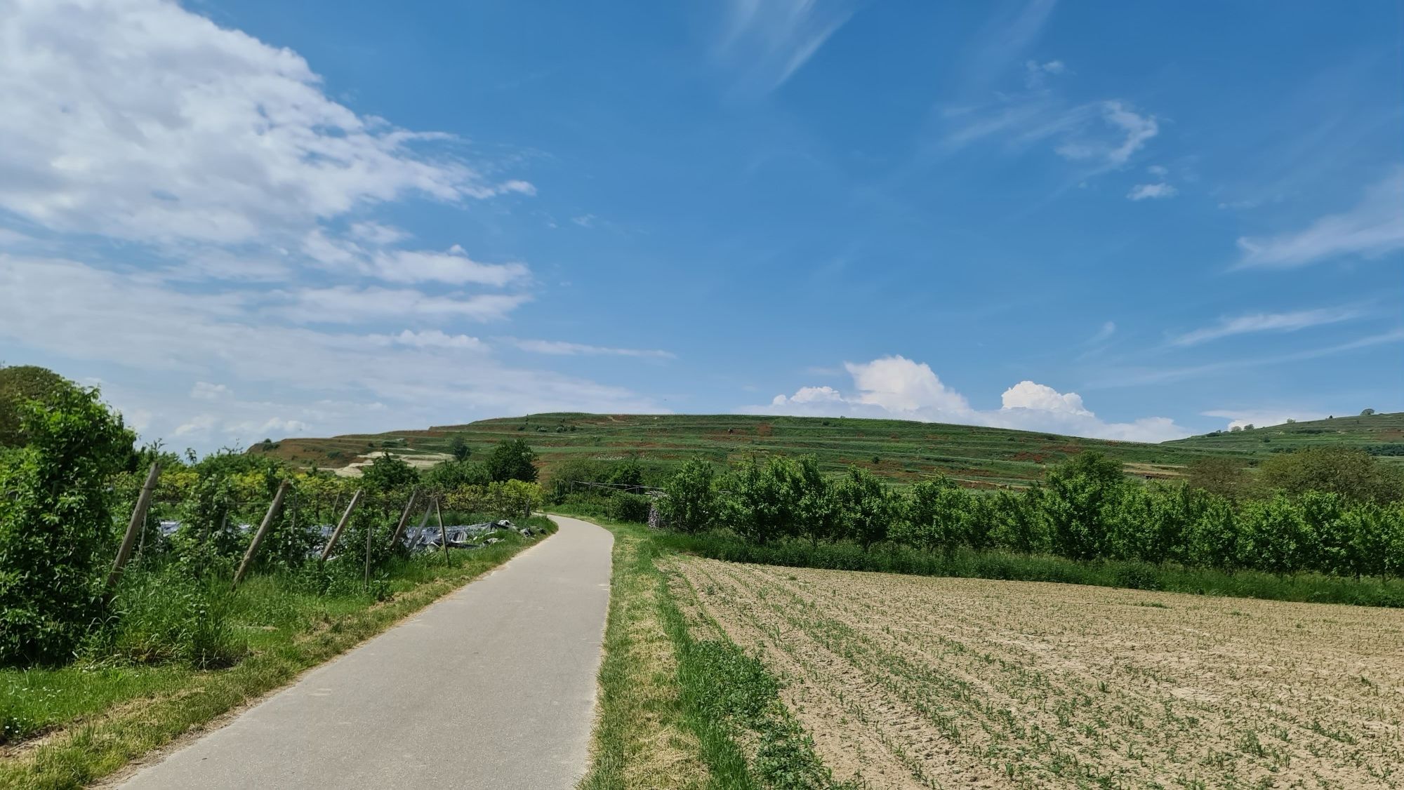 Mohnblumen bei Ihringen