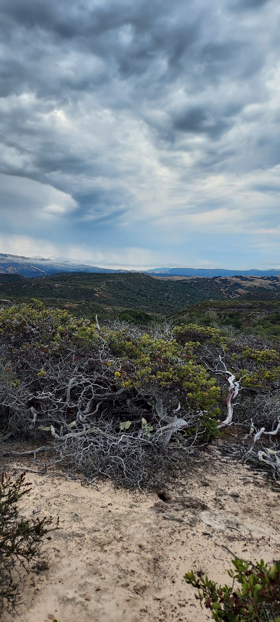Dense, gnarled shrubs on sandy ground under a cloudy sky, distant hills. - Watkins Gate Road – Mudhen Lake loop from California State University Monterey Bay