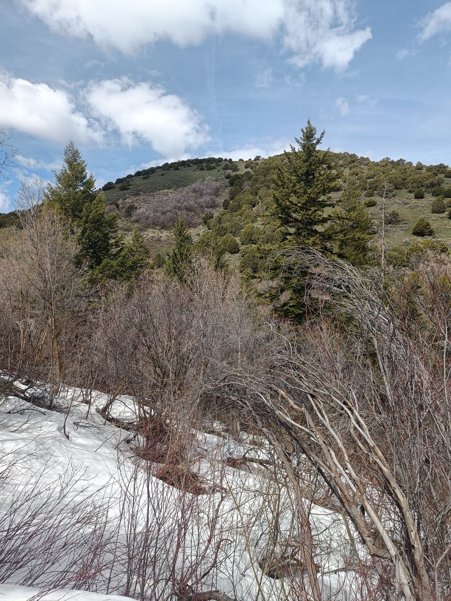 Snowy ground and bare bushes in the foreground, with a green mountain beyond. - Kinport Peak via Cusick Creek Trail