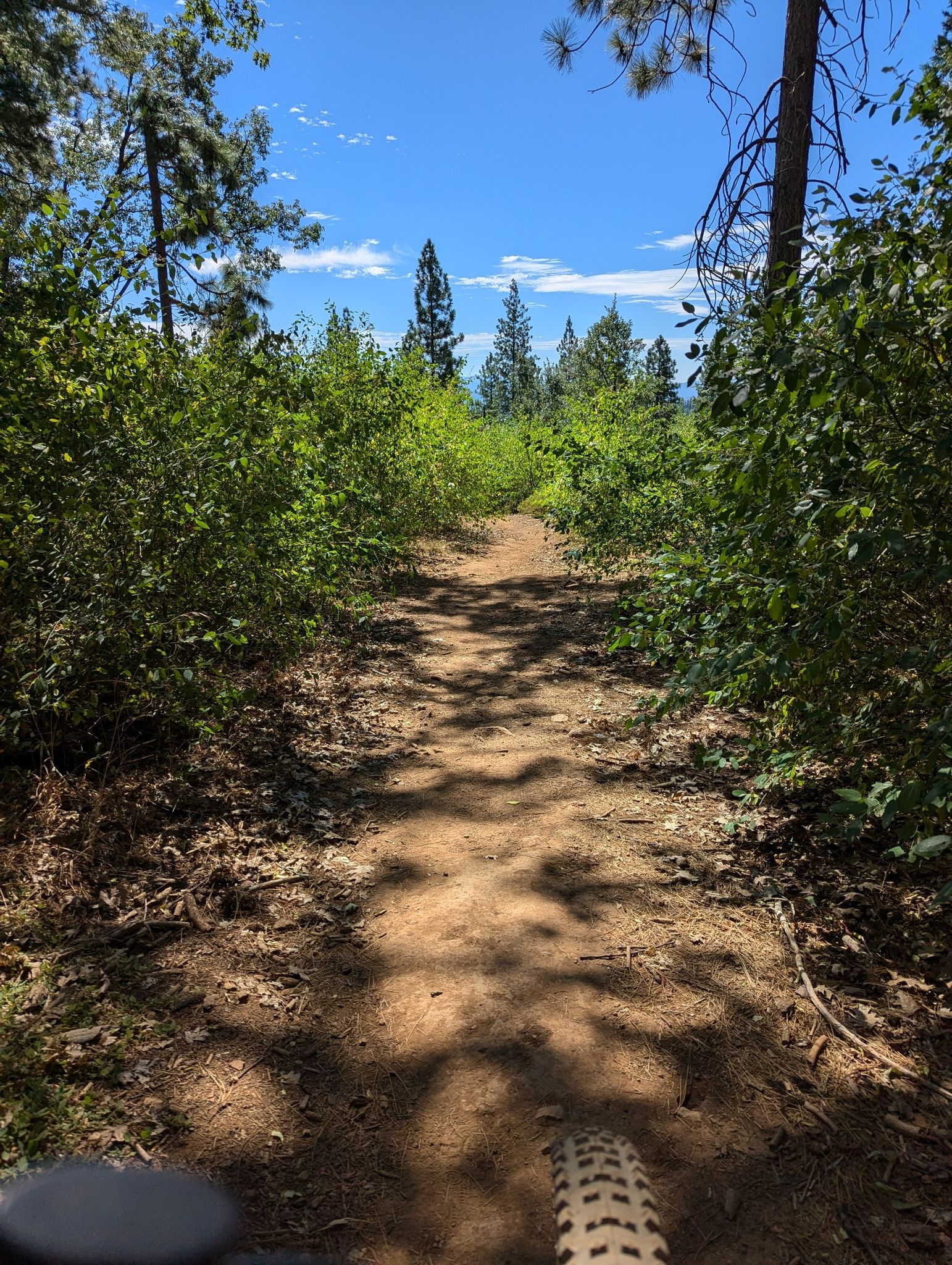 Dirt trail through dense green bushes under a bright blue sky, with a bike tire. - Arnold Rim Trail – Top Of The World loop from Arnold
