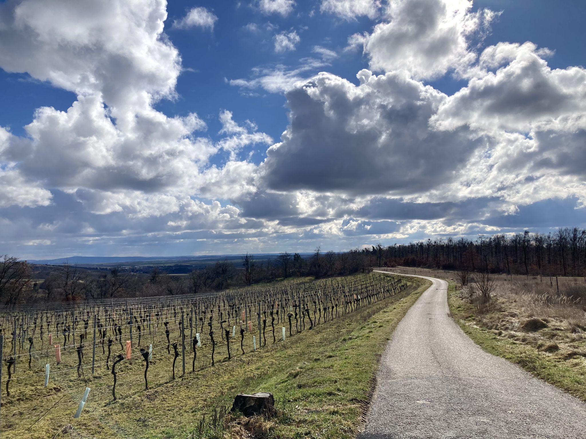 Wald zu Ende, wieder zurück ins Weinviertel.