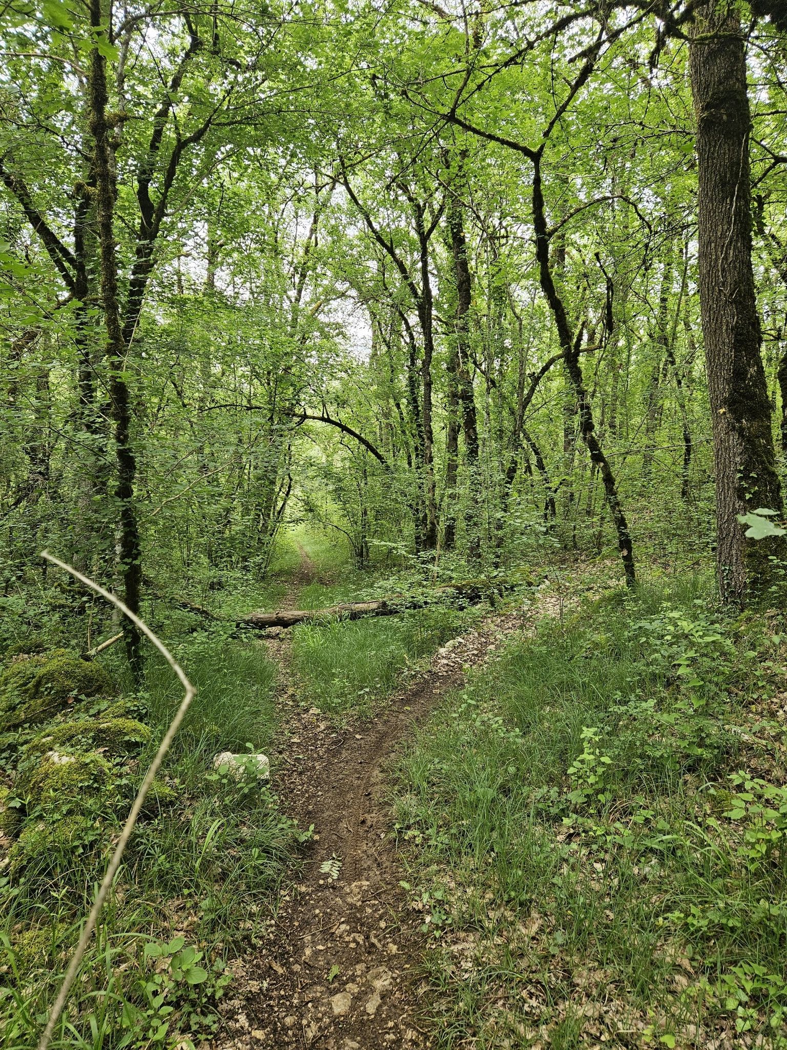 Magnifiques sous-bois