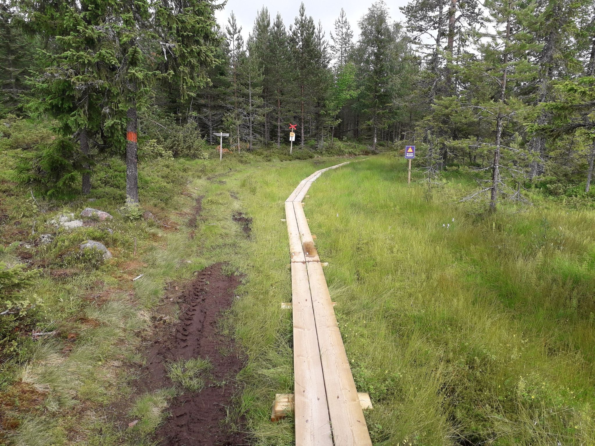 wooden trail
