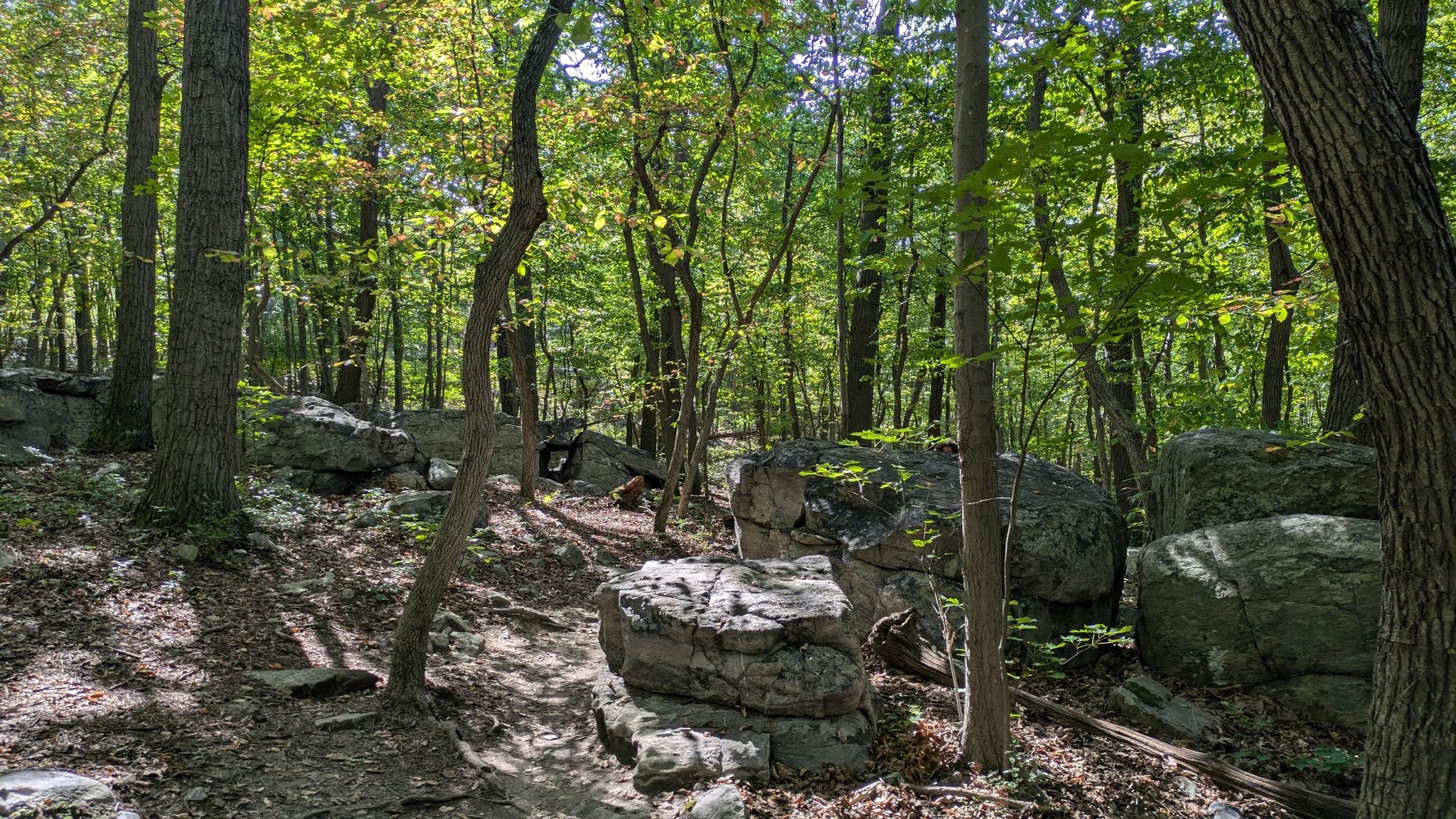 Forest floor covered with large boulders and dappled sunlight. - Appalachian Trail – Appalachian Trail loop from Snickers Gap