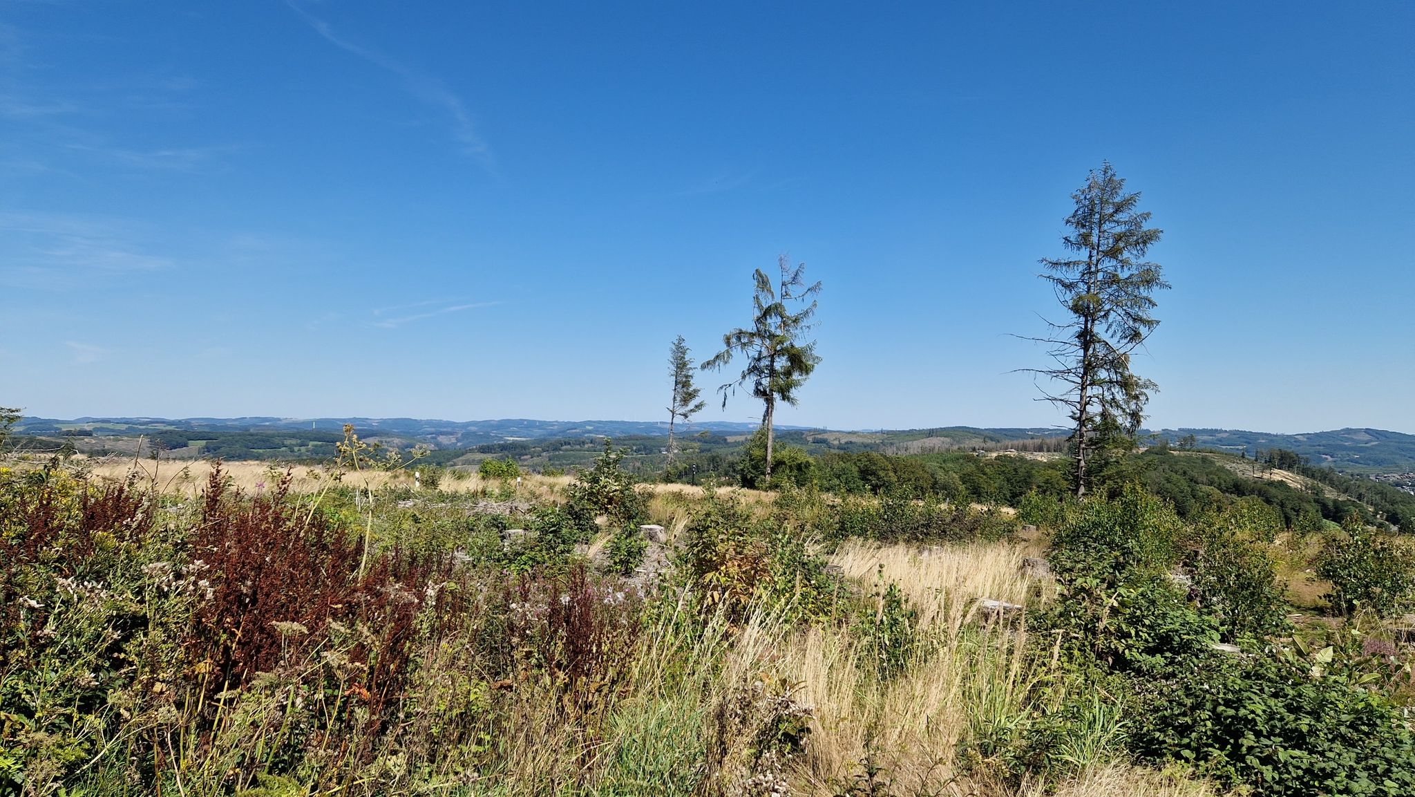 hier war mal Wald, jetzt hat man Aussicht