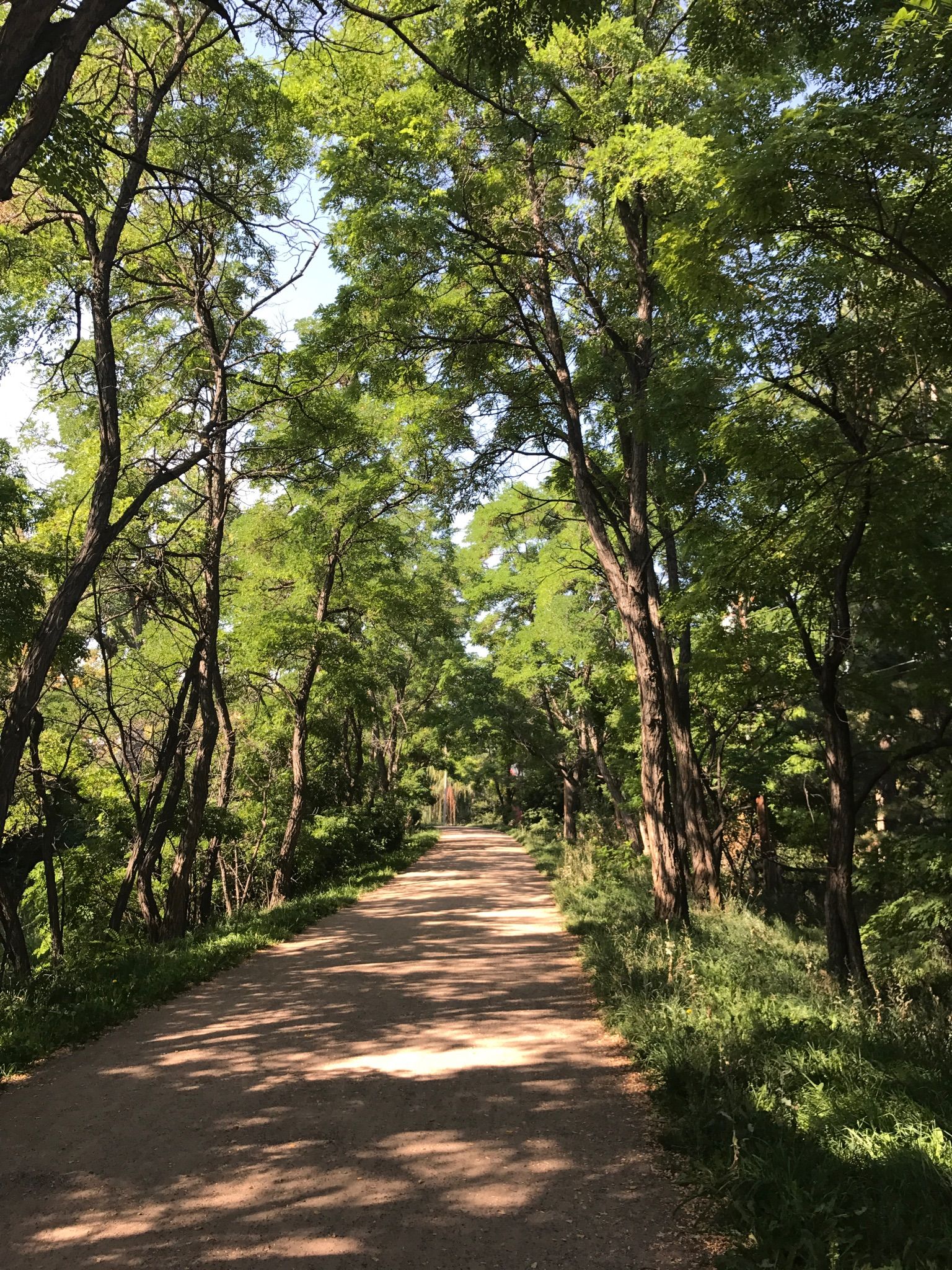 A dirt path winds through a sunlit forest with tall green trees. - High Line Canal, Lee Gulch, and Mineral Ave. Trail