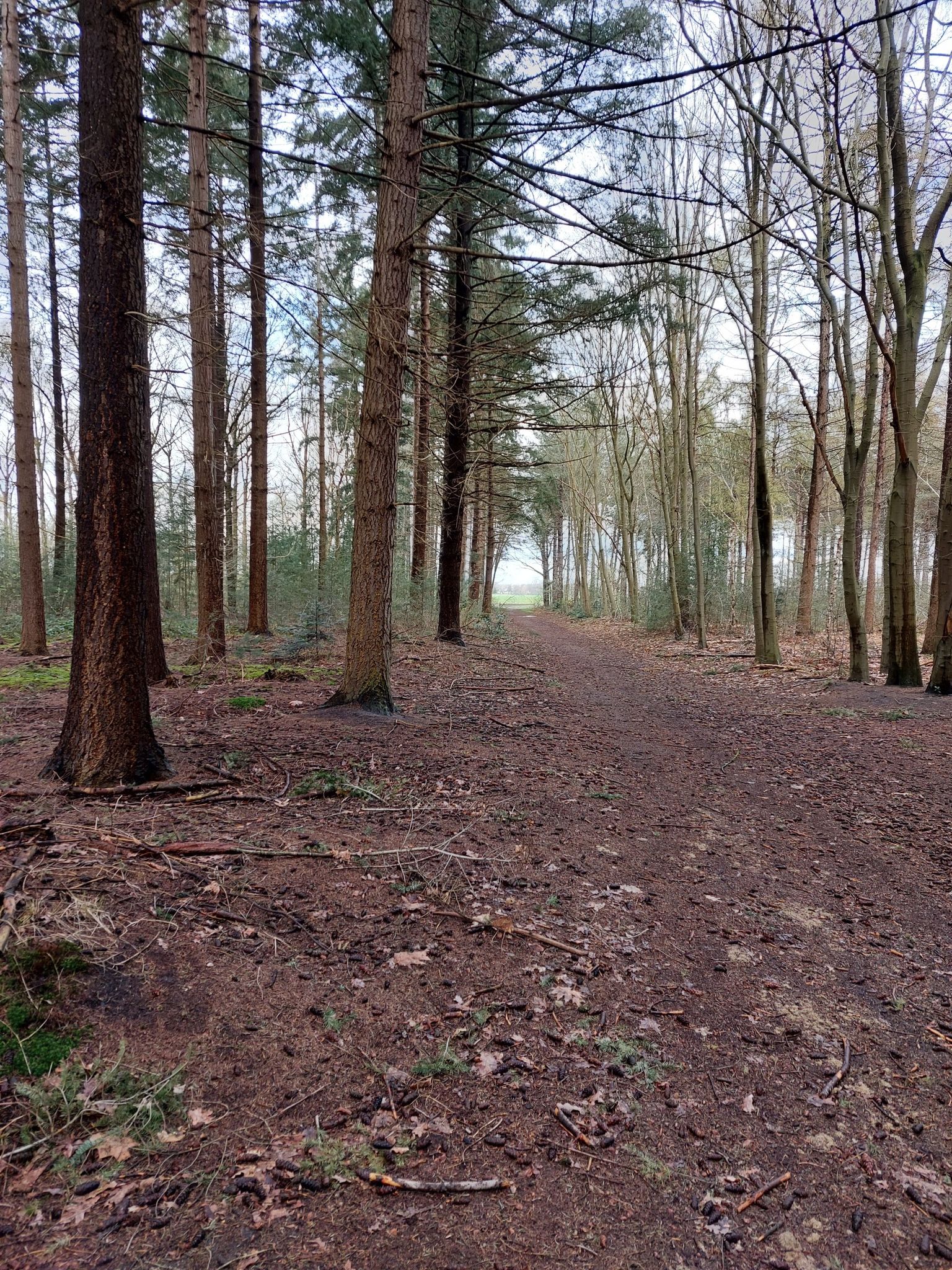 rucphense bossen