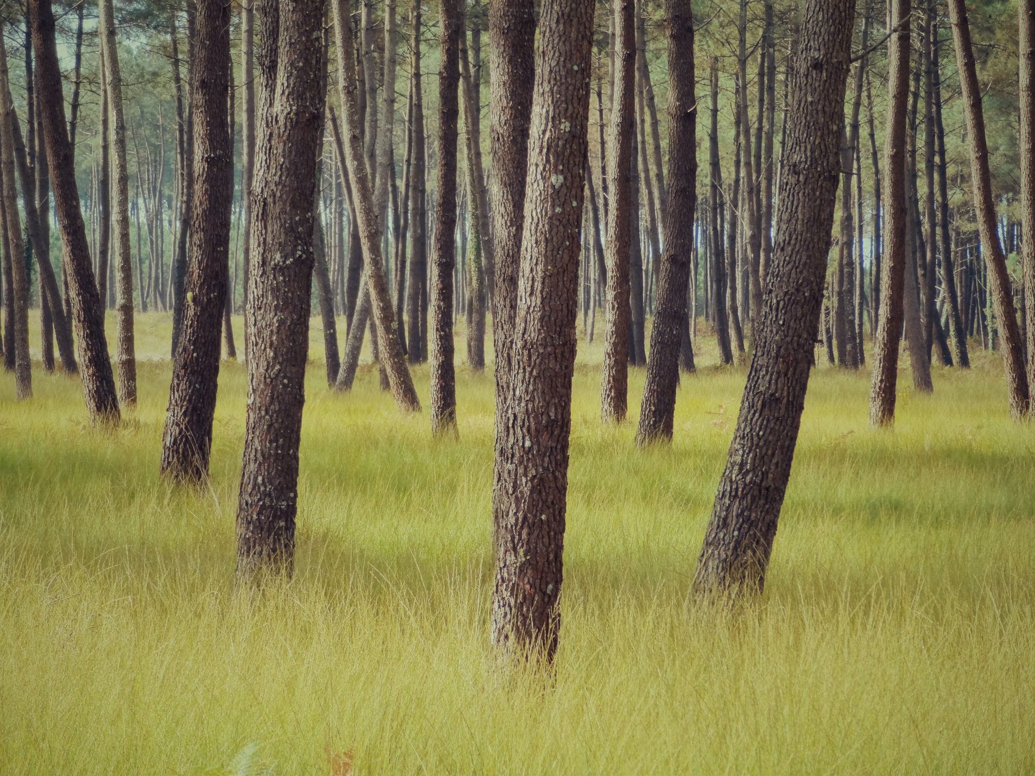 Forêt des Landes