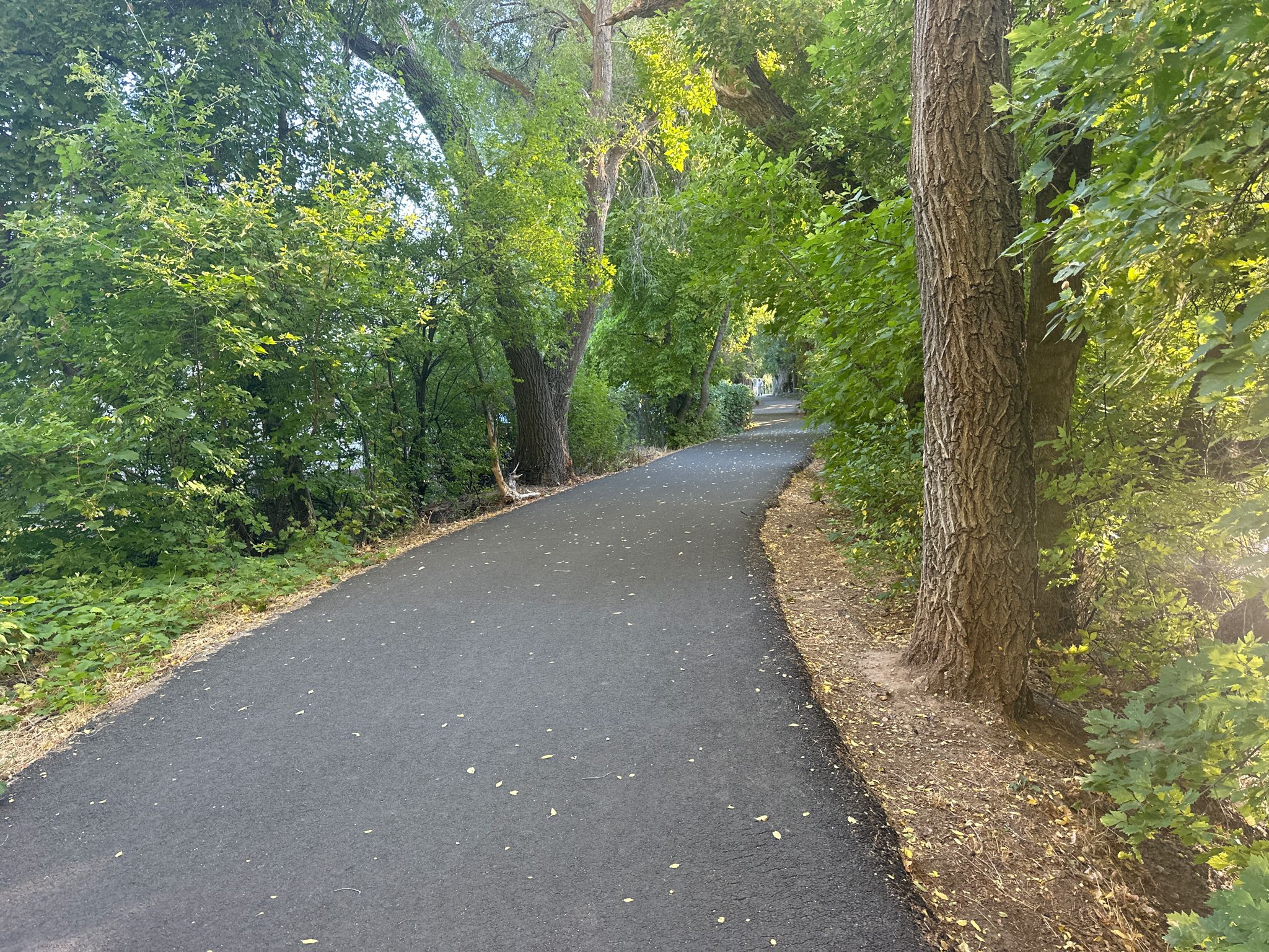 Paved path winds through a lush, sun-dappled forest with tall trees. - Ogden Canyon Kiln via Pineview Reservoir loop