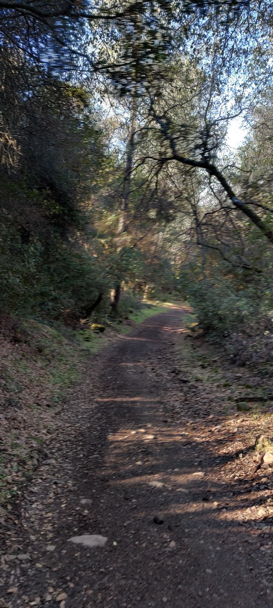 A sun-dappled dirt path winds through a dense forest with overhead trees. - Guardian, Bloody Pin, and Annie Bidwell Trail Loop