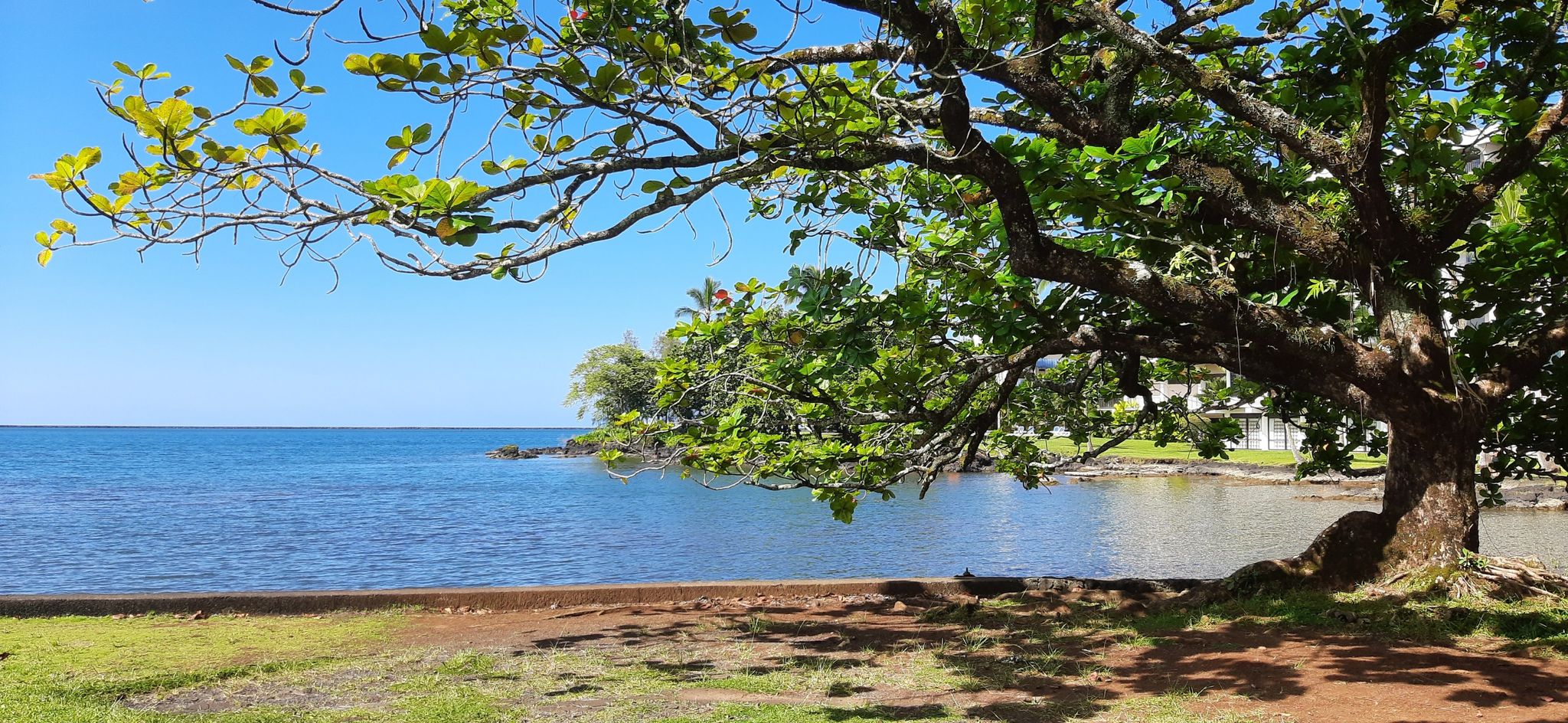 Large tree branches frame a calm blue ocean under a clear sky. - Coconut Island Entrance – Reeds Bay Beach Park loop from Wailoa River State Recreation Area