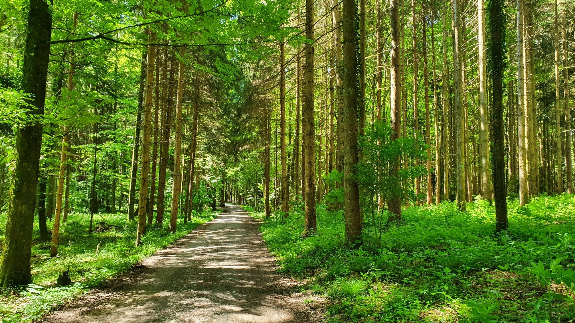 Weg durch den Hohrainwald