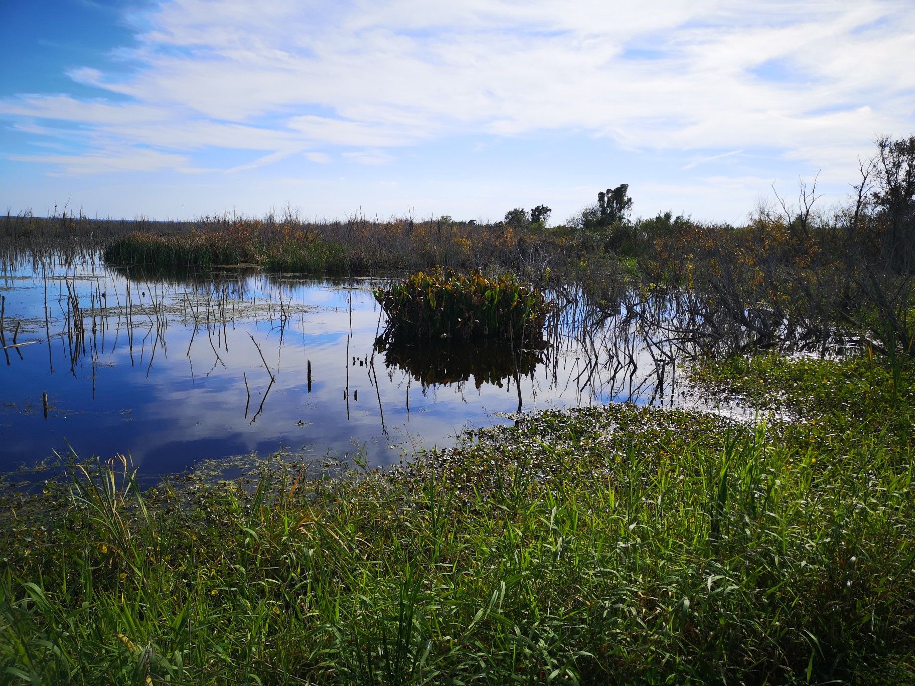 A wetland landscape with water, green and brown vegetation, under a blue sky. - Lake Apopka Loop Trail