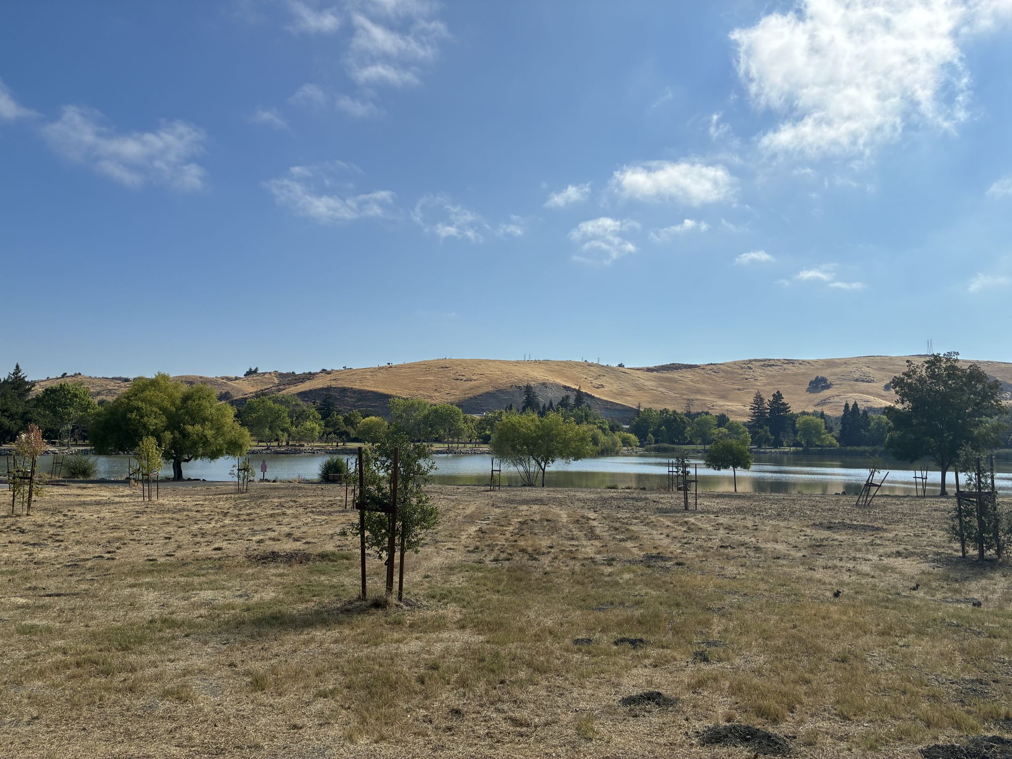 Lake with small trees in a dry grassy field, backed by golden hills. - Coyote Creek Trail – Stonegate Park loop from Blossom Hill