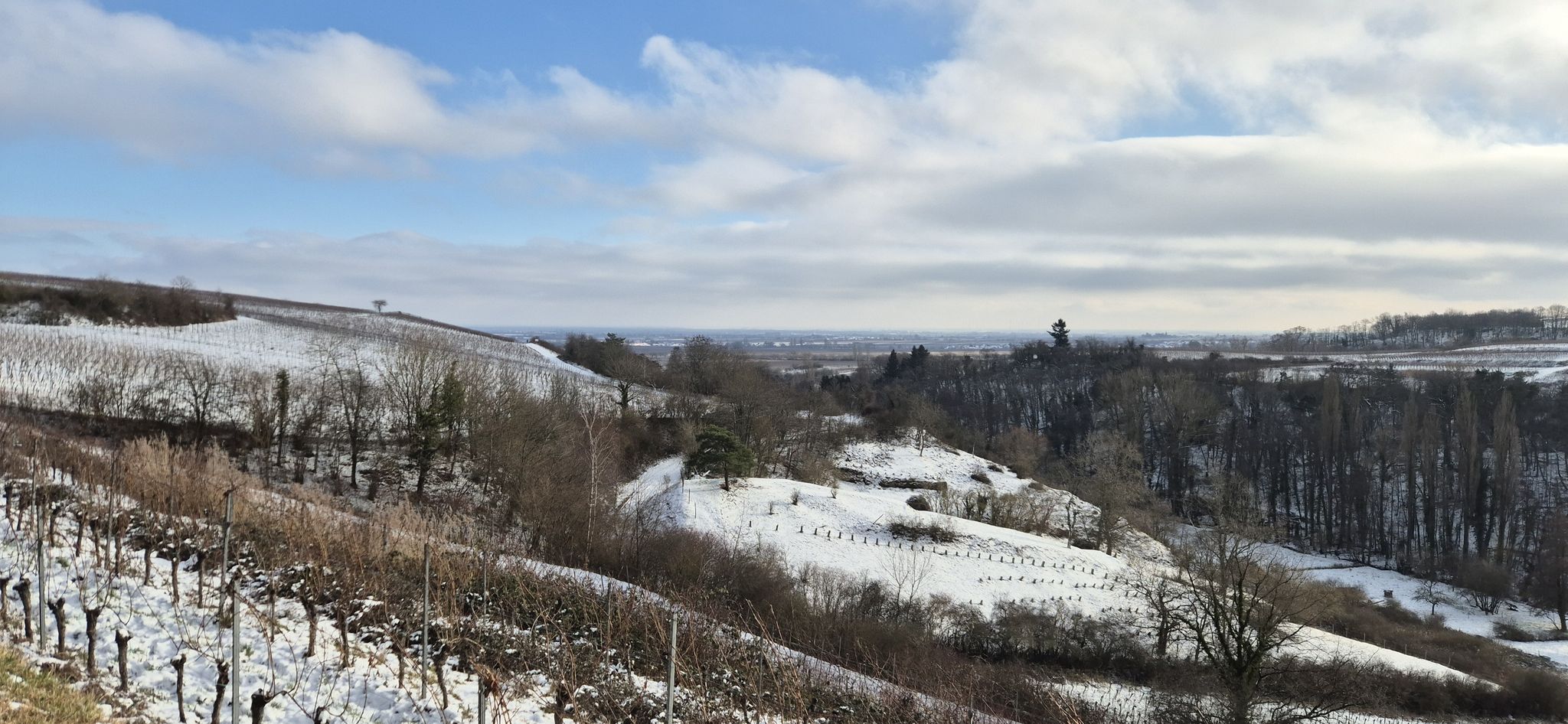 Blick in die Rhein-Wein-Landschaft