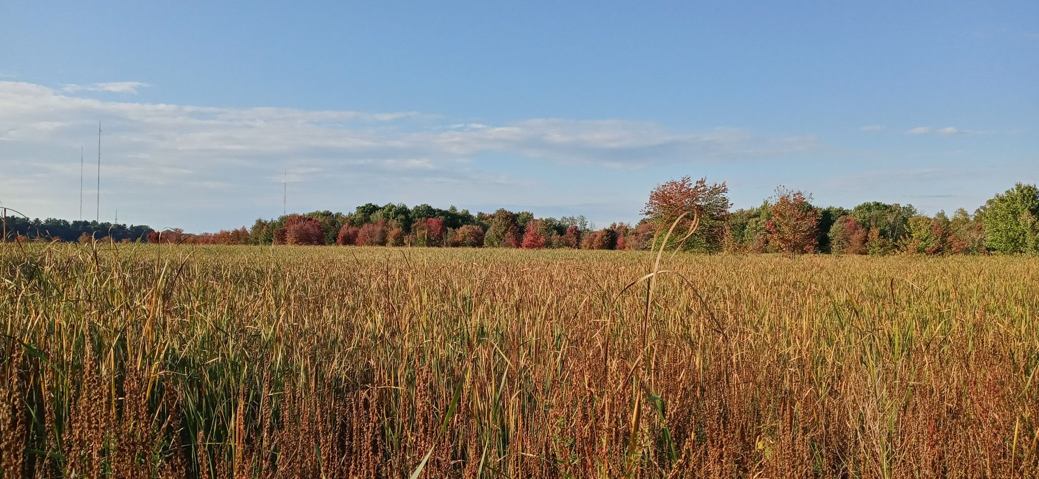 Golden field under blue sky, distant trees showing autumn colors. - Blue Heron Trail Loop
