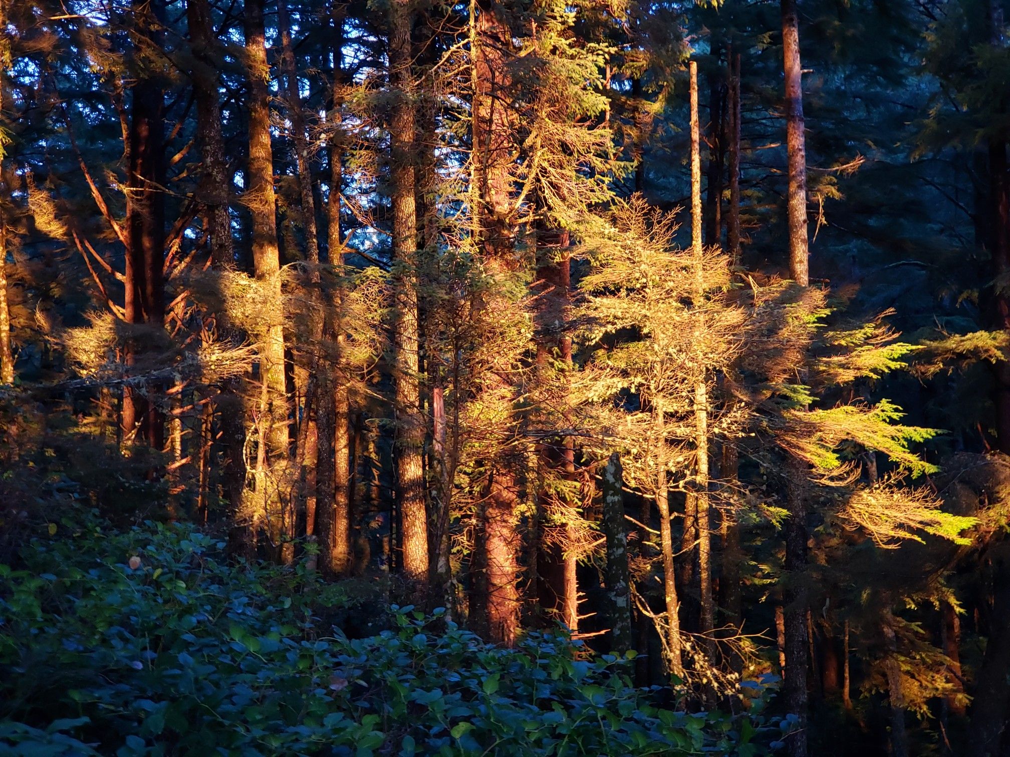 Sunlight illuminates tall forest trees and undergrowth in warm evening light. - Third Beach to Toleak Point Trail