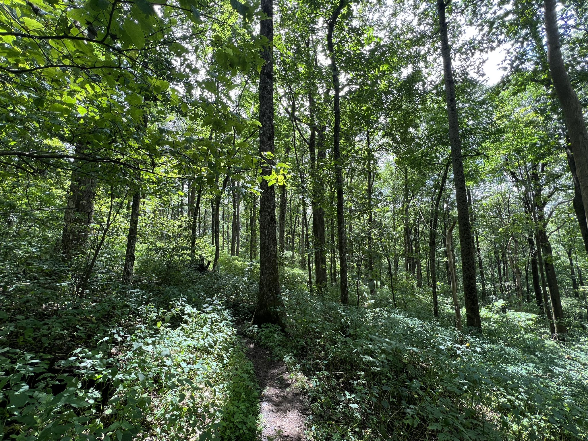 A sunlit dirt path winds through a lush green forest with tall trees. - Appalachian Approach Trail: Len Foote Inn to Springer Mountain