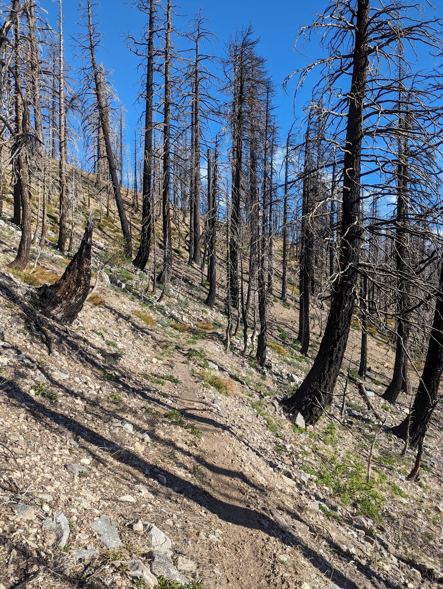 A narrow dirt path winds through a dense, sunlit forest of charred trees. - Little Jimmy Campground
