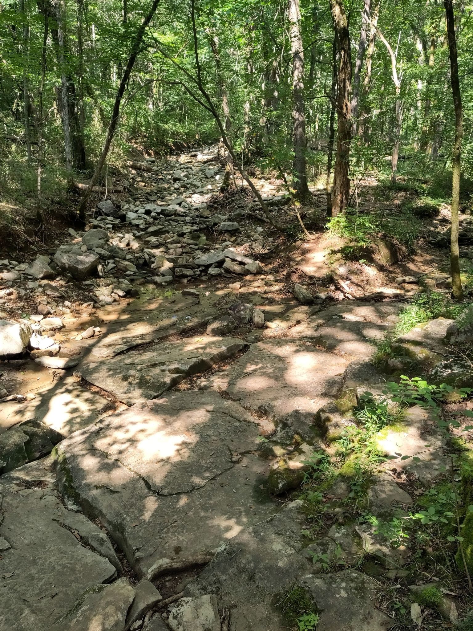 Sun-dappled, rocky stream bed winding through a lush green forest. - Fagan Springs and Wildflower Trail Loop