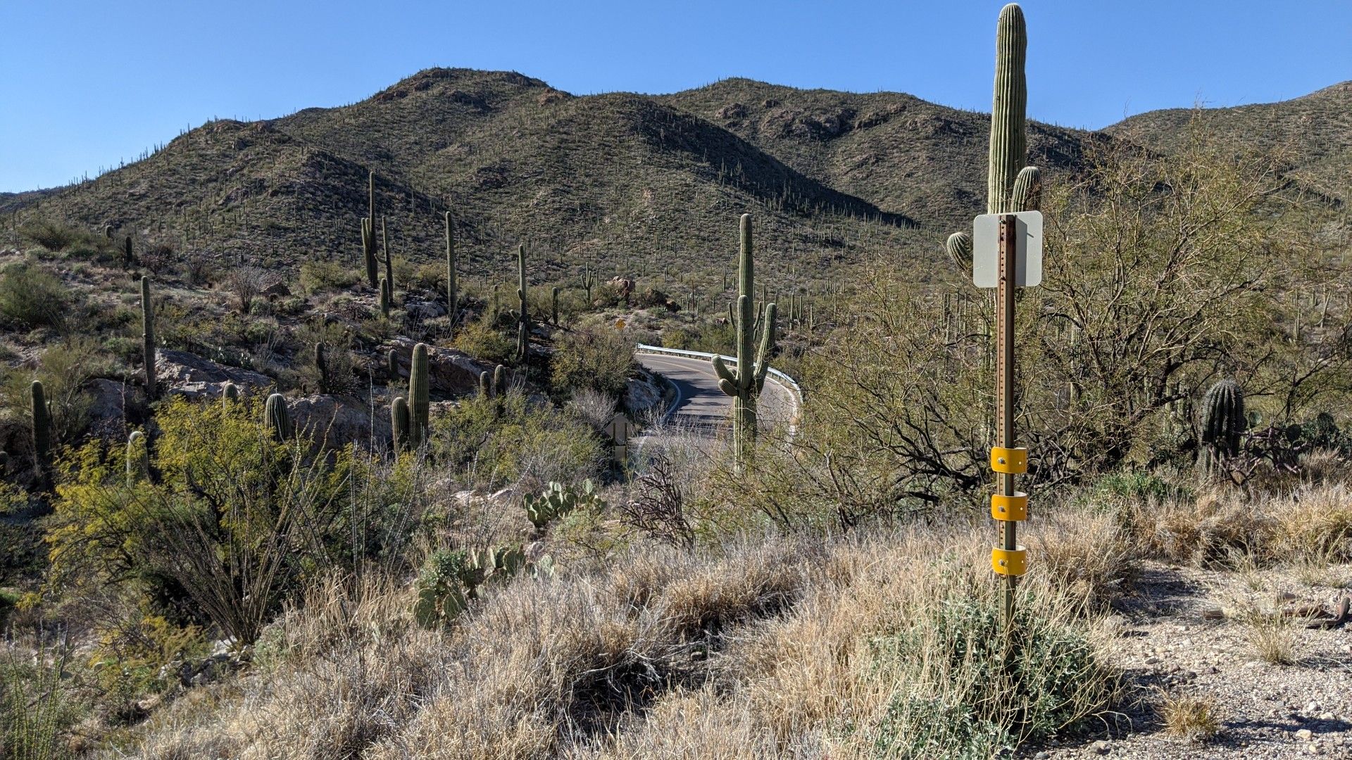 Winding desert road through saguaro cacti and distant hills under clear sky. - Reddington Road (Lower Part) – Lower Reddington Road loop from Estate of Isabelle Lee