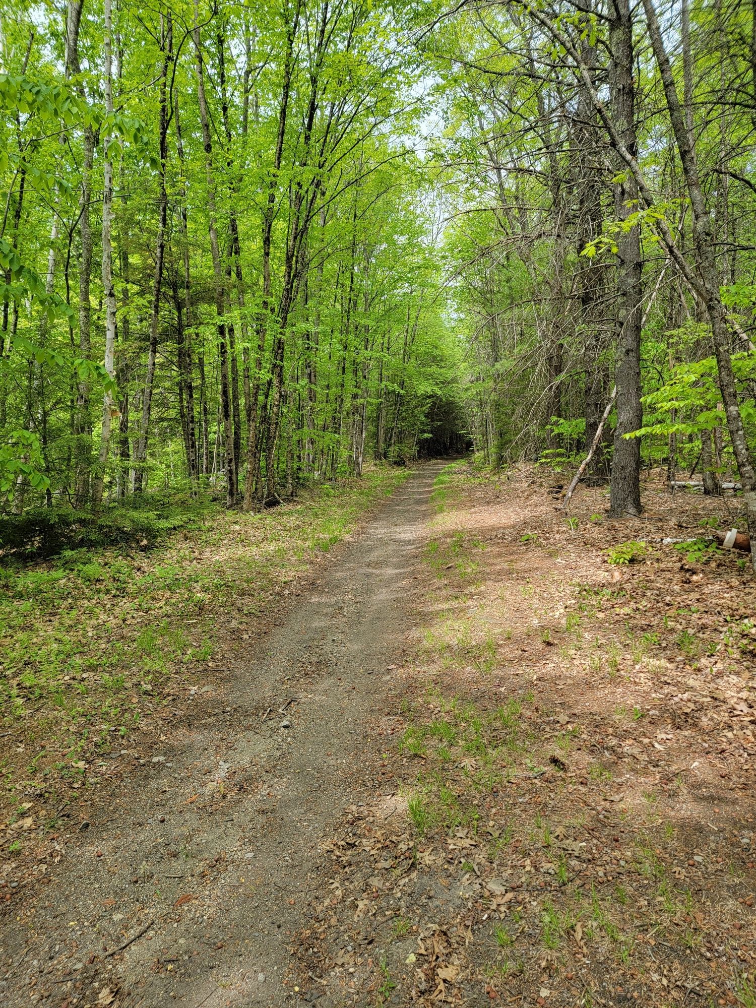 A dirt path winds through a bright green, sunlit forest. - Cheshire Recreational Rail Trail