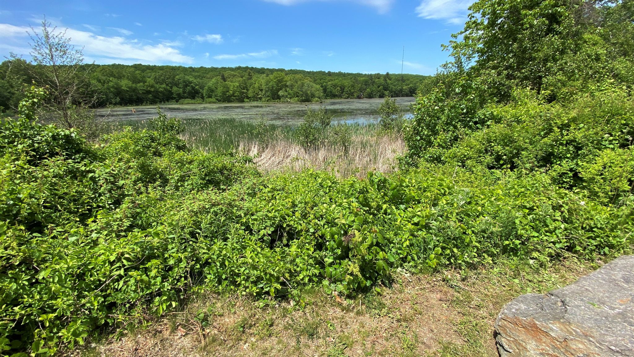 Lush green bushes overlook a marshy lake with distant trees under a blue sky. - Bolton Notch and Risley Pond Loop