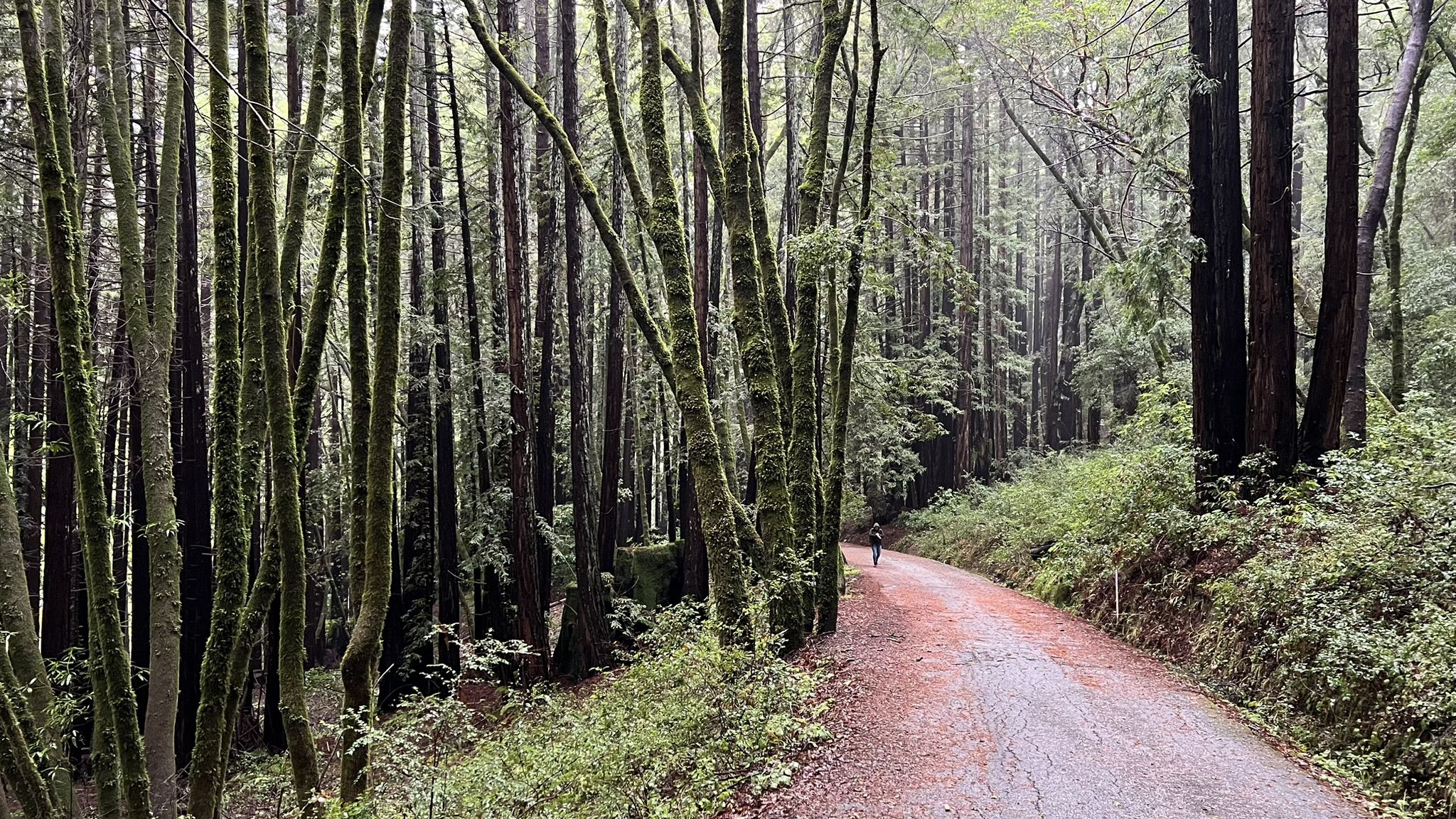 Paved road through a dense, misty forest with tall, mossy trees. - Fremont Tree – Cathedral Redwoods loop from Glenwood