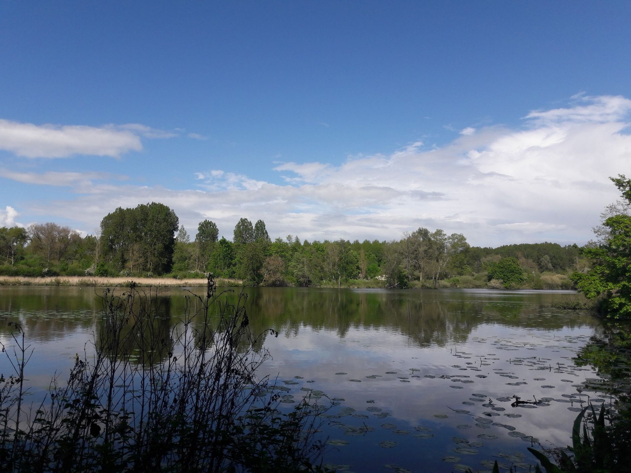 Jolie vue ensoleillée sur le marais 