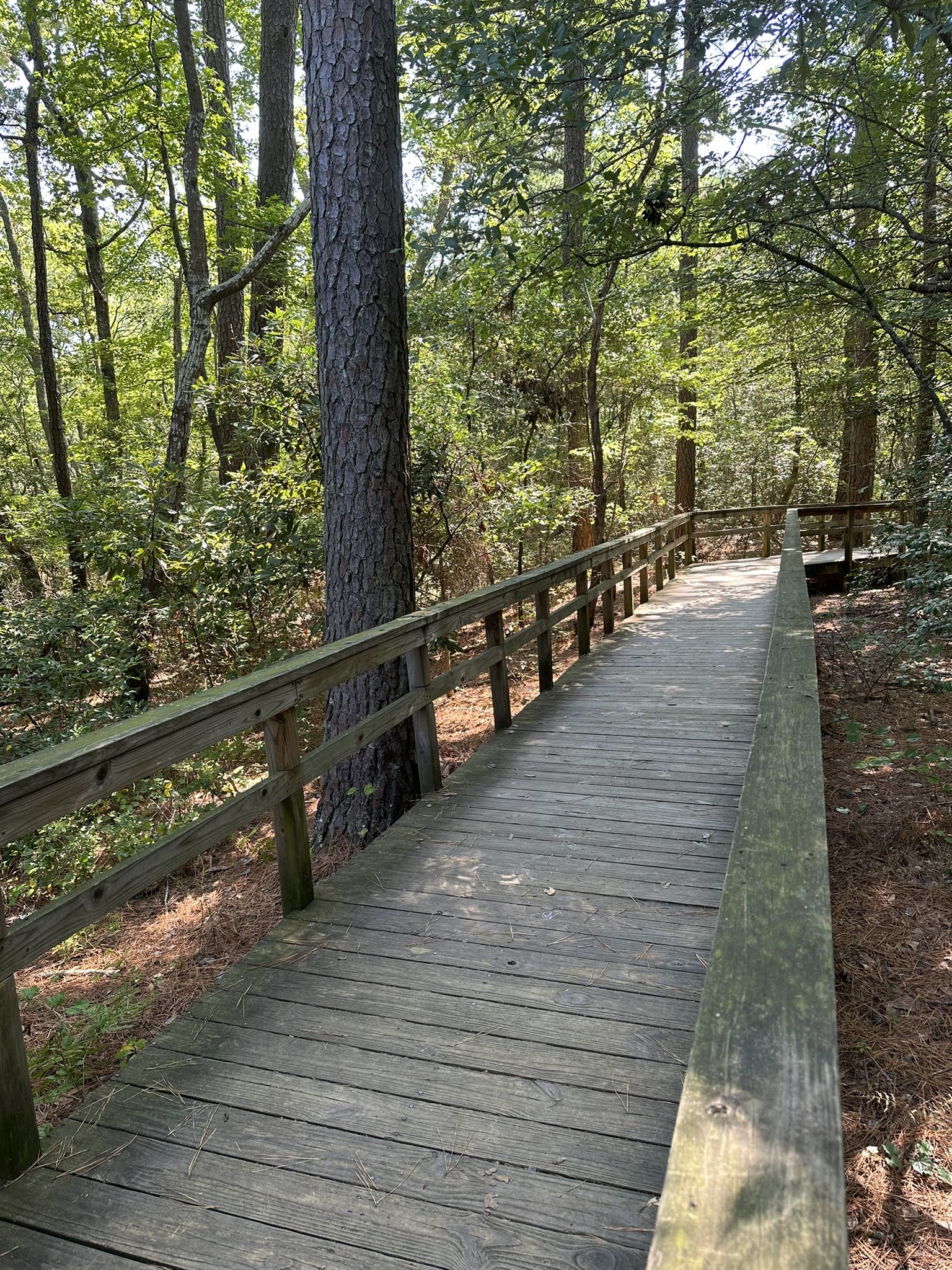 A wooden boardwalk with railings winds through a sunny, dense forest. - Osmanthus Trail Loop