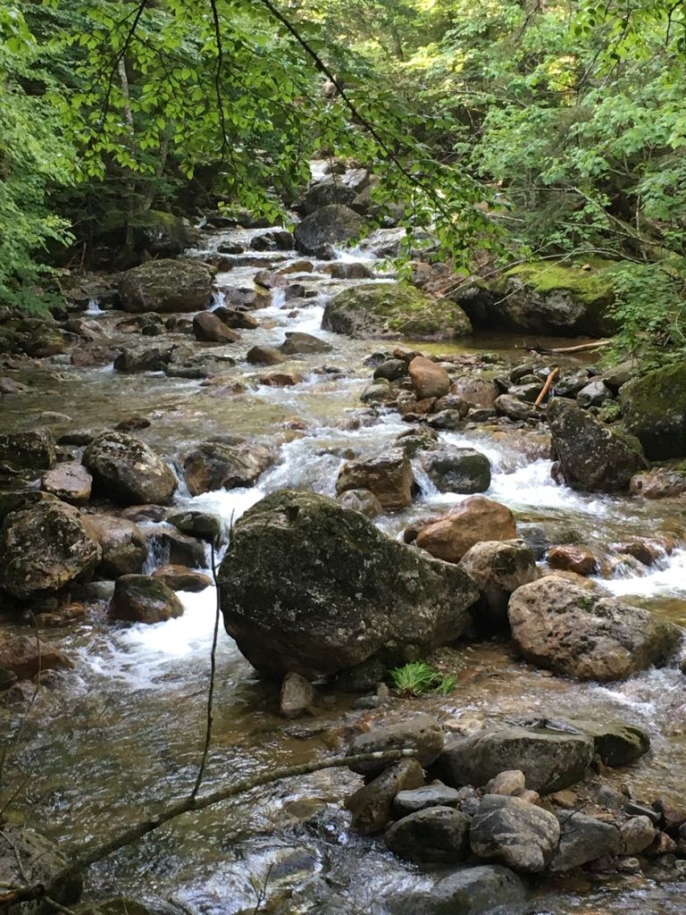 Clear stream cascades over mossy rocks through a lush green forest. - Nineteen Mile Brook Trail