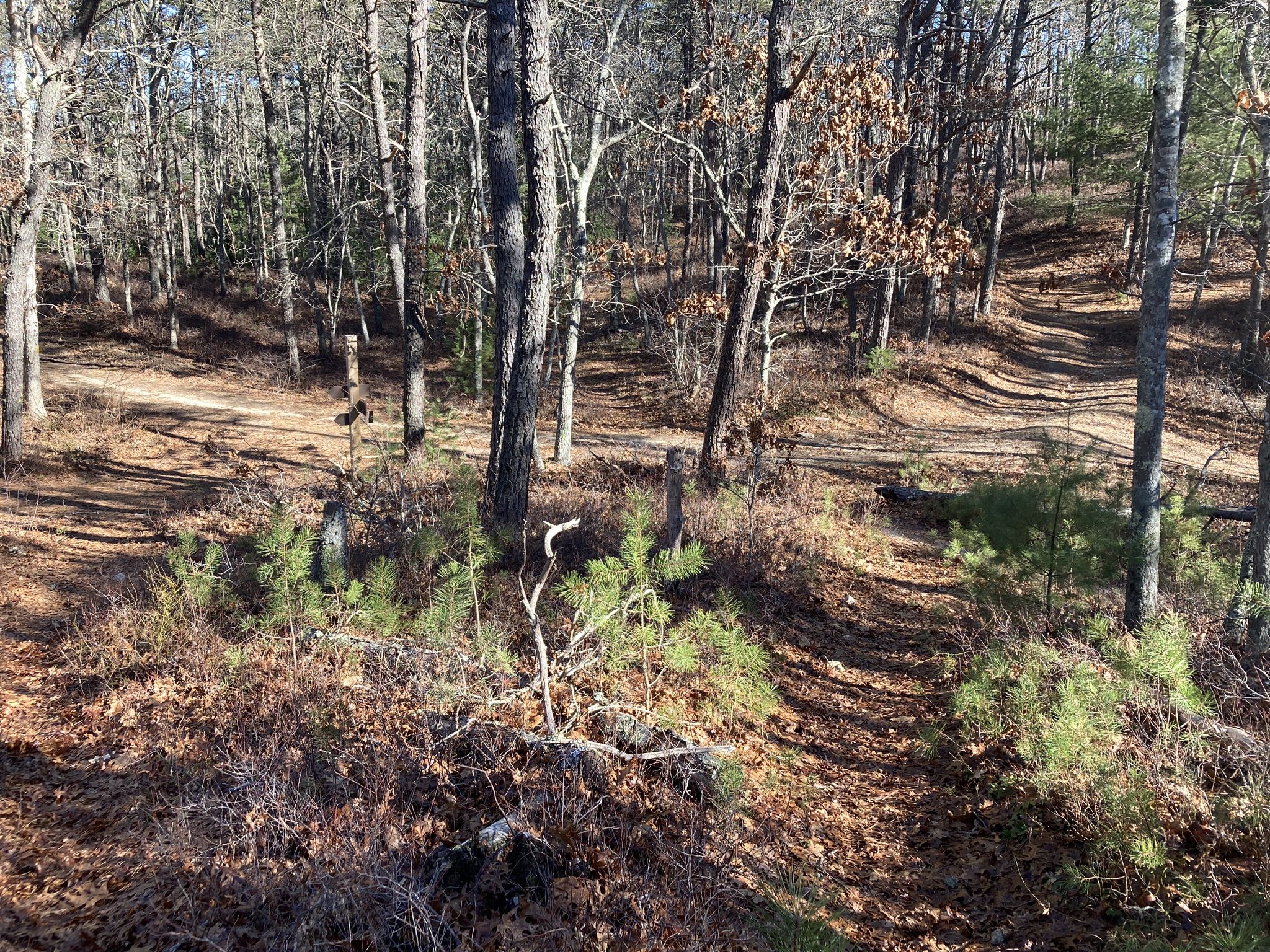 Sunny forest with multiple dirt paths winding through bare trees and dry leaves. - Maple Swamp Conservation Area Landmarks Loop