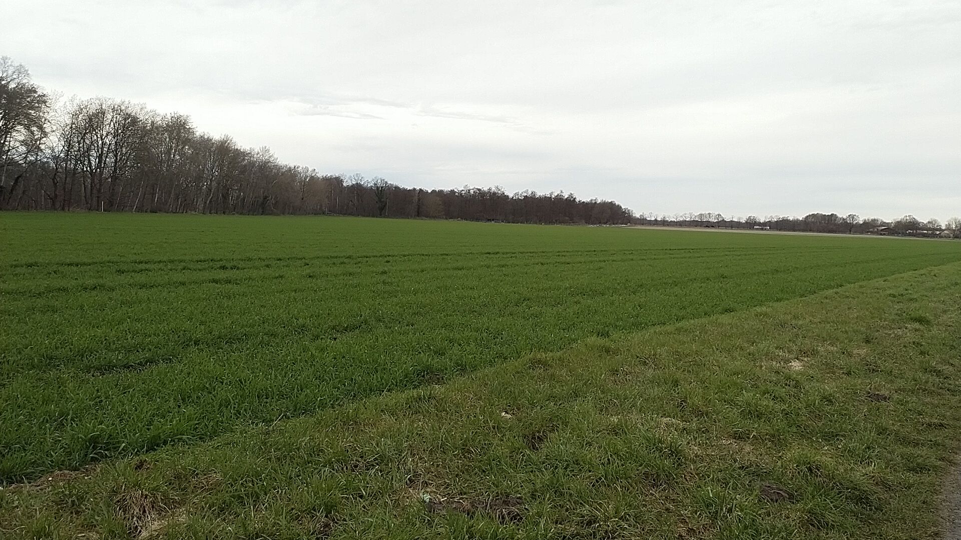 Eine sehr grüne Wiese