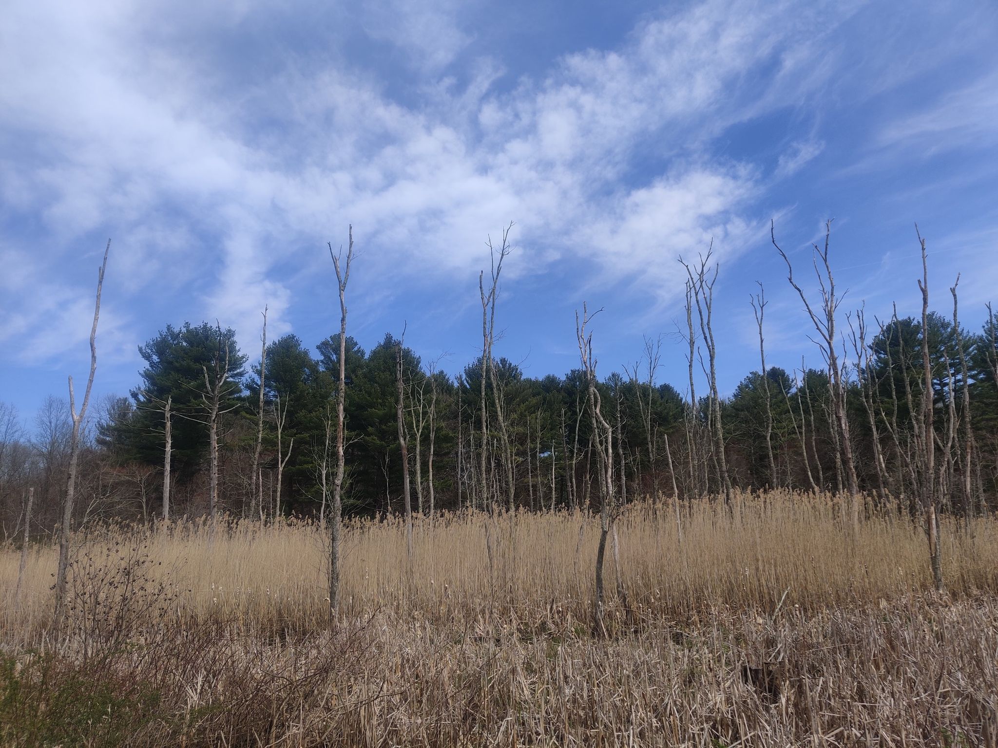 Tall dead trees standing in dry reeds, with a forest and blue sky. - Former Lyman Viaduct – Air Line Trail loop from East Hampton