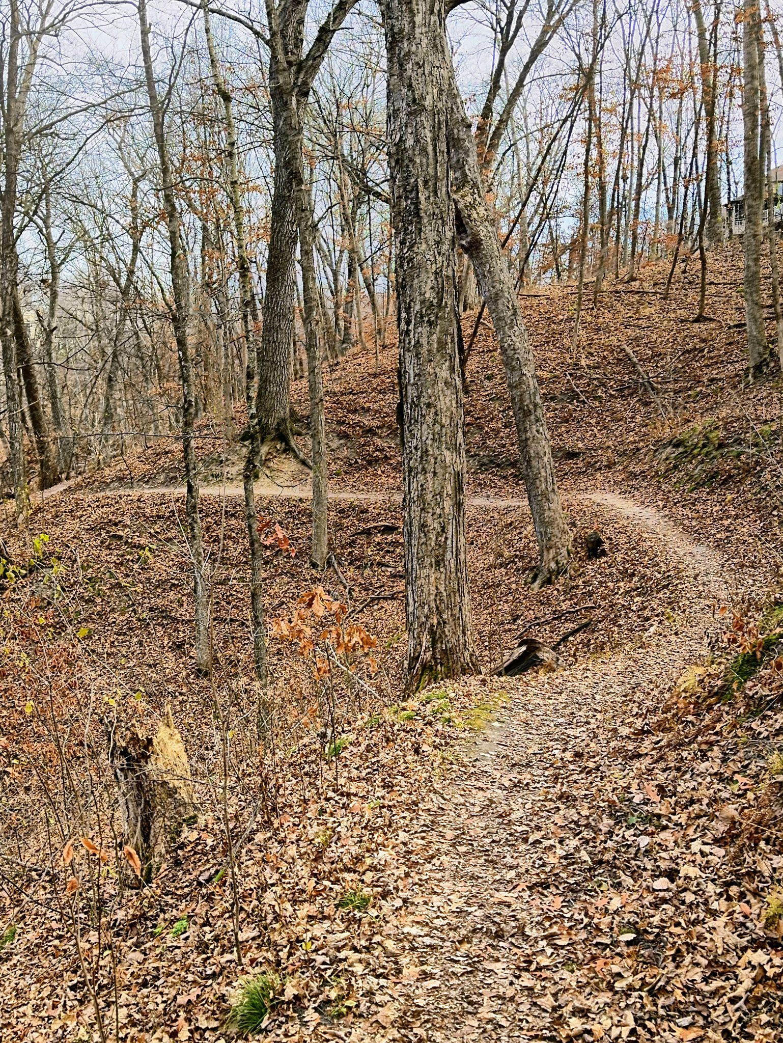 Winding dirt path through a forest with bare trees and fallen leaves. - Riley Creek Trail