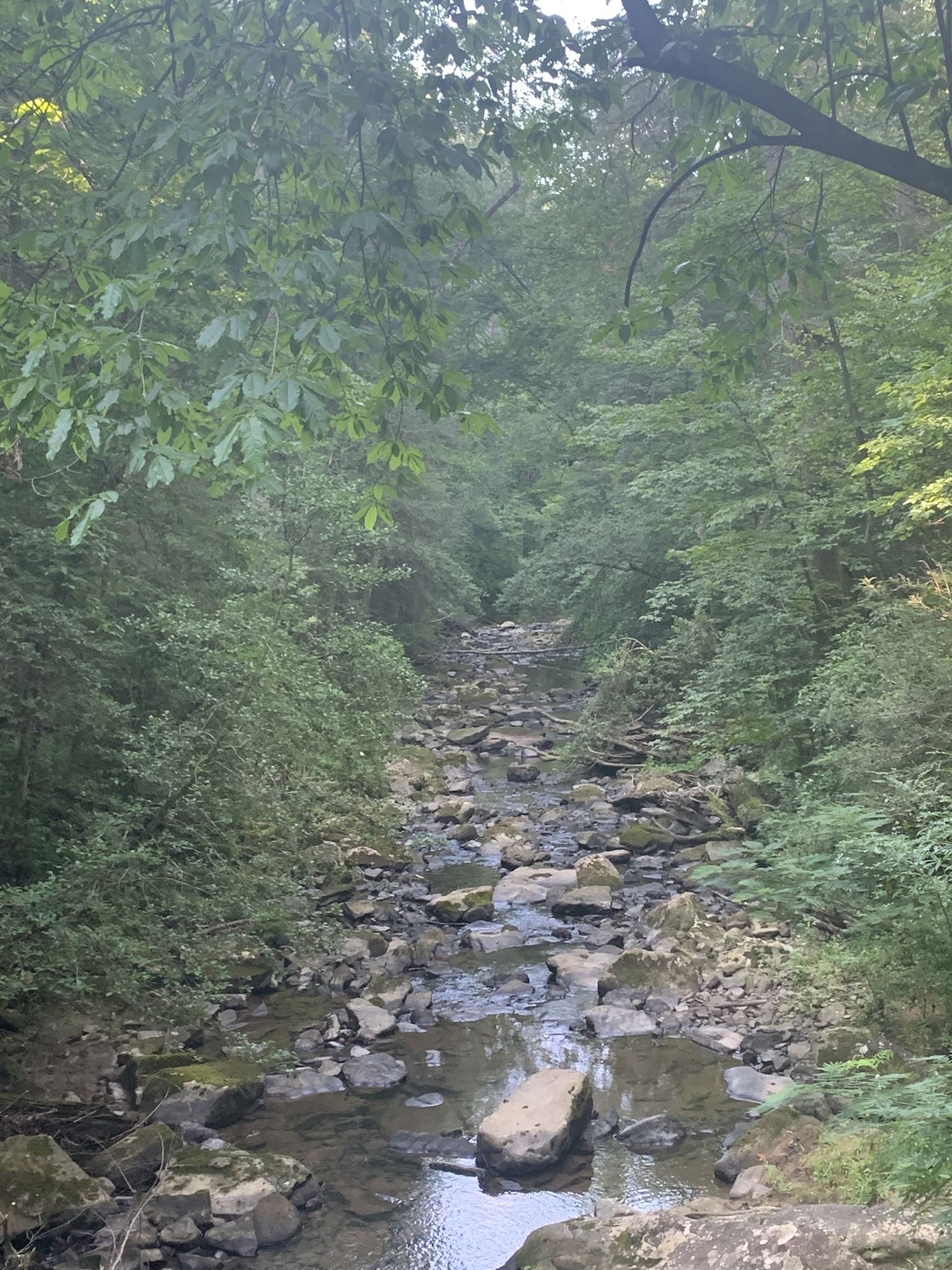 Rocky stream flowing through a dense, green forest under dappled light. - Orange Trail to Bee Branch Bridge