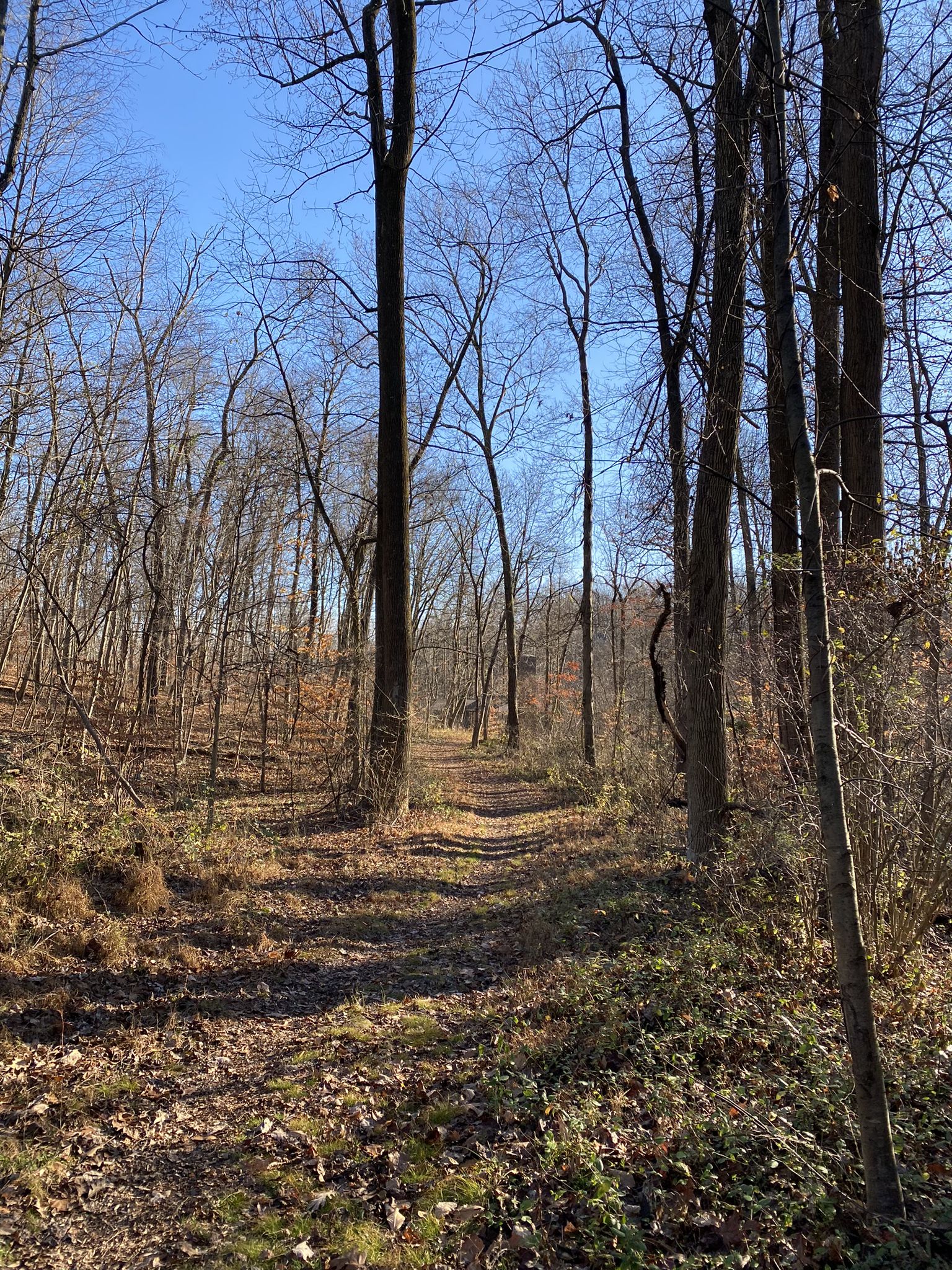 A sunlit forest path winds through bare trees on a clear day. - Coventry Woods Park – Coventry Woods Park loop from Coventry Woods Park