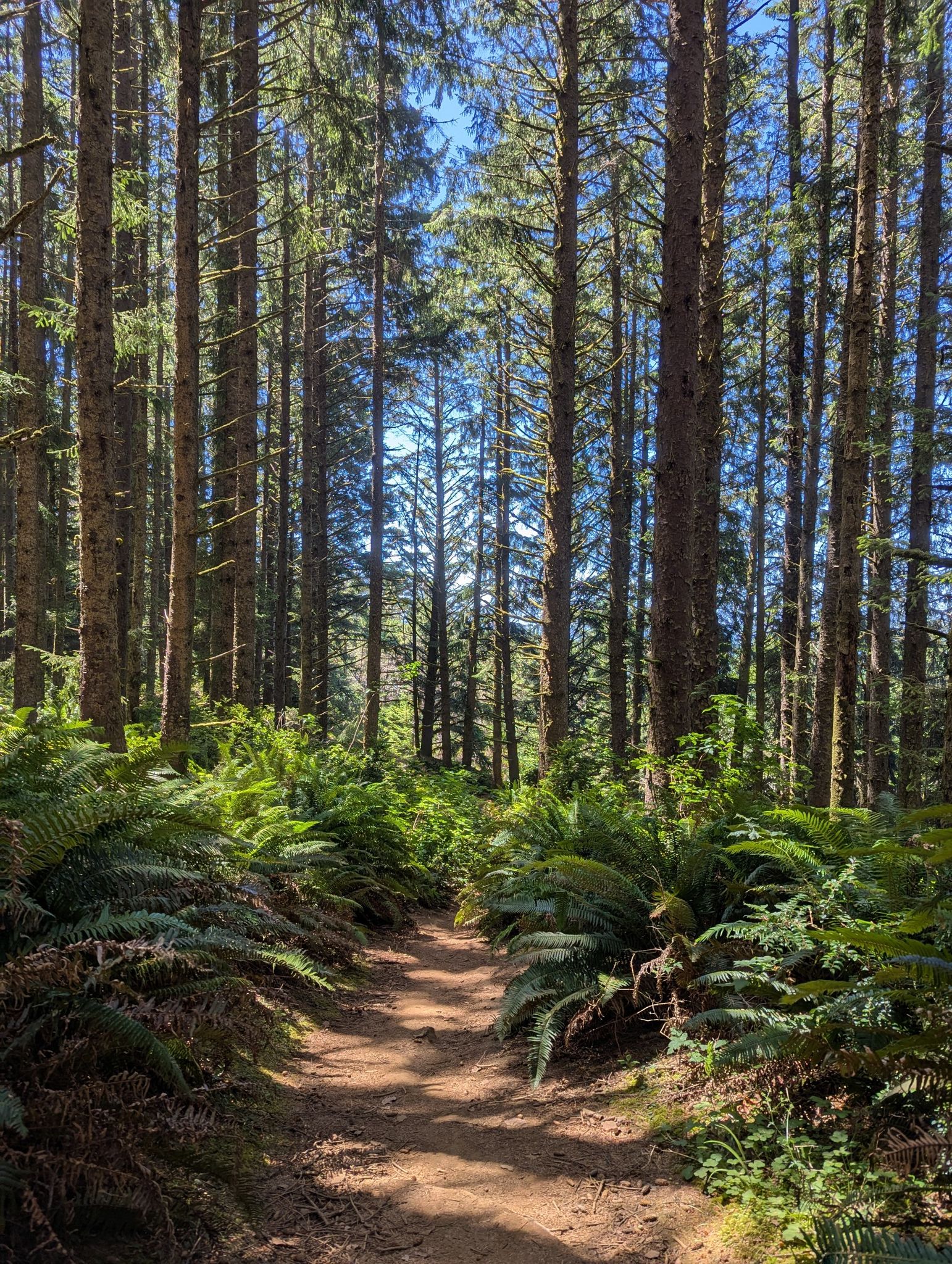 A sunlit dirt path winds through a dense forest of tall trees and ferns. - Indian Sands Trail