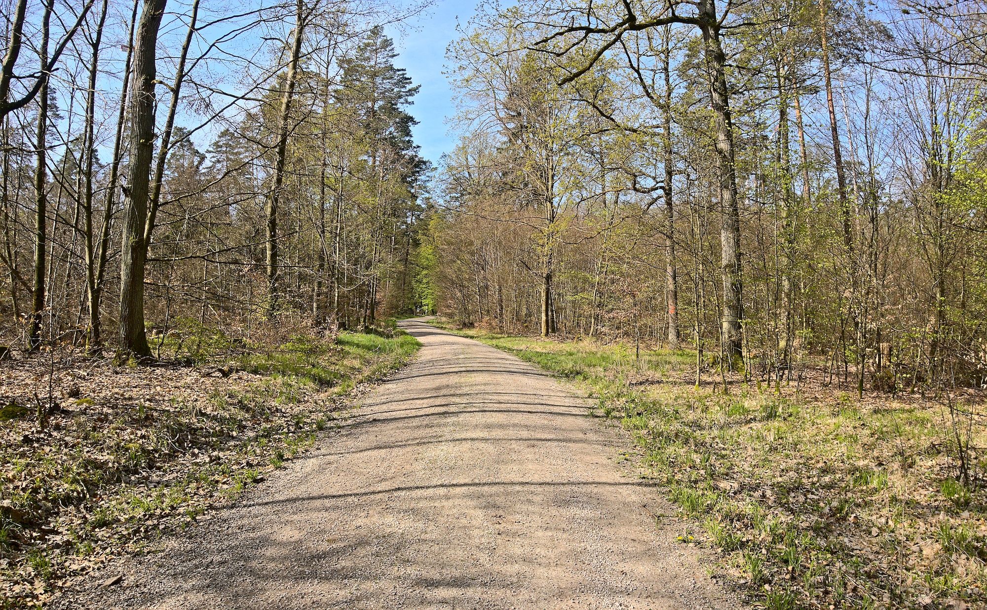 Über die Kuppe und durch den Wald