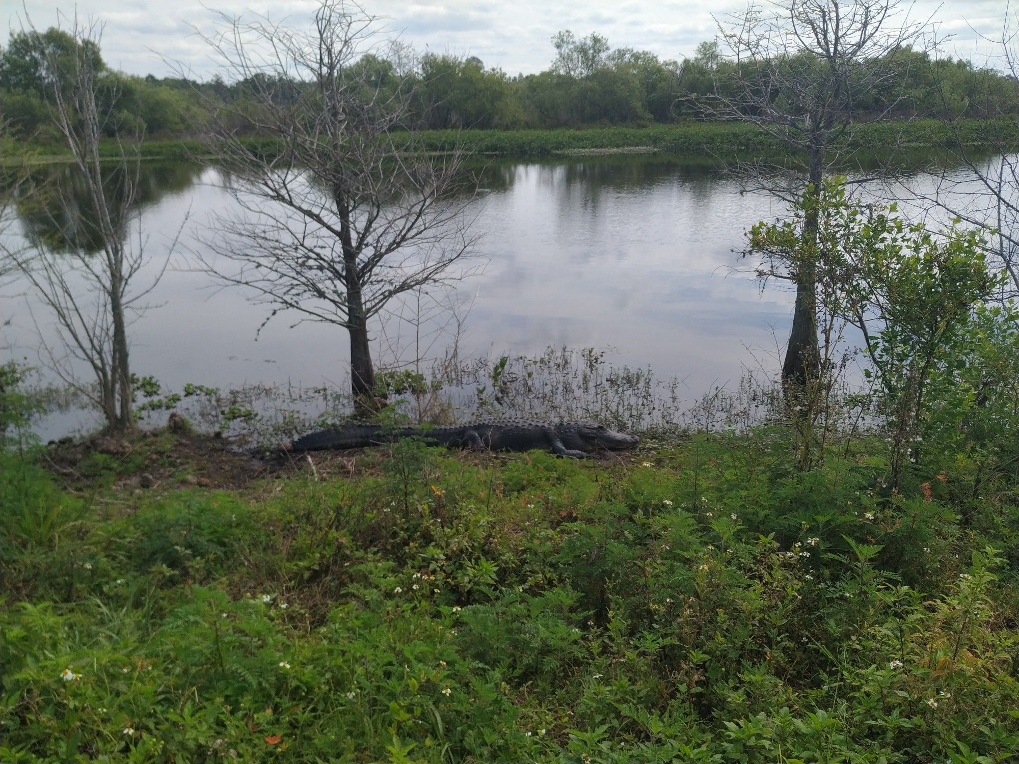 An alligator rests on a grassy bank next to a calm lake with bare trees. - Circle B Bar Reserve Loop
